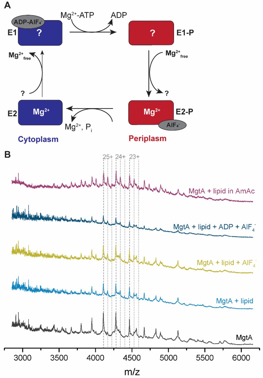 ... ratio for two hours, following incubation with total E. coli lipid extract in 1:100 molar ratio. Spectra ... To determine binding of cardiolipin to MgtA dependent on the stages of transport cycle, lipid binding of MgtA was determined in the presence of AlF 4 - and ADP-AlF 4 - , which lock MgtA in the E2 and E1 state, respectively. (A) Mg 2+ -transport cycle of by MgtA is described by the Post-Albers cycle, in which MgtA alternates between different conformational states, termed E1 and E2 state. The E1 state has high affinity and is open for ions binding from the cytoplasm. The ion transported from the cytoplasm to the periplasm in the case of MgtA remains unknown. Upon ion binding, autophosphorylation of MgtA by ATP hydrolysis is induced, forming the E1P state. The phosphorylation induces domain rearrangements leading to the E2P state, which is now open to the periplasmic side. E2P has low affinity for the bound ions and high affinity for the counter ion, Mg 2+. The exchange of counter ions dephosphorylates the enzyme and forms the E2 state. Upon further conformational changes the enzyme returns to the E1 state and the counterions are released into the cytoplasm. MgtA inhibitors, AlF 4 - and ADP-AlF 4 - , lock the enzyme in the indicated conformational steps. (B) MgtA was incubated with inhibitors in 1:100 molar ratio for two hours, following incubation with total E. coli lipid extract in 1:100 molar ratio. Spectra of MgtA lipidated with cardiolipin in the absence (violet, blue) and in the presence of inhibitors (dark blue, yellow) are shown. A control spectrum of unlipidated MgtA (black) is included.