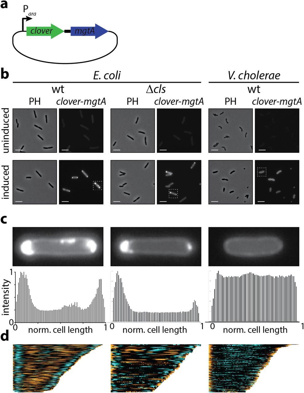 ... MgtA-GFP was assessed in wild-type E. coli strain MG1655, cardiolipin-deficient E. coli MG1655 Δcls , a knockout ... To assess whether cardiolipin functions as the main signal for polar MgtA localization in E. coli , in vivo imaging studies were performed using a GFP-tagged MgtA construct. (A) Schematic representation of the Clover-MgtA expression plasmid. The expression is controlled by the arabinose-inducible P ara promoter. (B) The localization of MgtA-GFP was assessed in wild-type E. coli strain MG1655, cardiolipin-deficient E. coli MG1655 Δcls , a knockout strain of cardiolipin synthase (Δ cls ), and wild type Vibrio cholerae strain C6706. The phase contrast channel (PH) and GFP channel (Clover-MgtA) of bacteria grown in the presence of 0.2 % arabinose (induced) or in its absence (uninduced) are shown. White scale bars are 5 μm. (C) Intensity profiles of single, representative cells (highlighted by a dotted white box in (B)). The intensities are normalized to the brightest area in each cell, respectively. (D) Clover-MgtA localization profiles of cells sorted by their cell length. This representation approximates the localization patterns through the cell cycle with small cells approximating newborn cells and long cells approximating cells immediately prior to division. The cell lengths are normalized to the longest cell in each analysis and the fluorescent intensities are normalized to the brightest area in all cells from each strain. E. coli MG1655 (n=171 cells), E. coli MG1655 Δ cls (n=75 cells), and V. cholerae C6706 (n=125 cells).