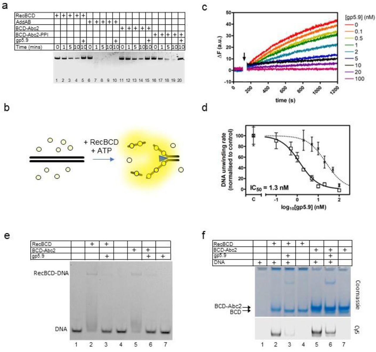 Recbcd Abc2 Ppi Complex | Thermo Fisher | Bioz