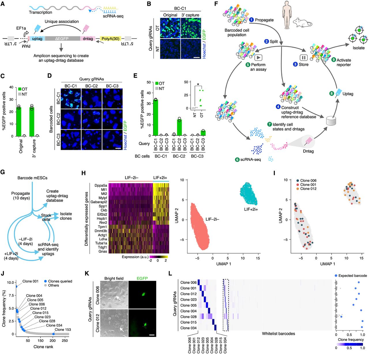 ... of the original CloneSelect C→T and scCloneSelect in HEK293T cells (n=3). Scale bar, 50 μm. ( D ... ( A ) scCloneSelect. ( B and C ) Barcode-specific gRNA-dependent reporter activation of the original CloneSelect C→T and scCloneSelect in HEK293T cells (n=3). Scale bar, 50 μm. ( D and E ) Barcode-specific gRNA-dependent reporter activation of three barcoded mESC lines by scCloneSelect. Target-AID was stably integrated prior to the barcoding. gRNAs were delivered by lentiviral transduction. Scale bar, 100 μm. Welch’s t-test was performed to compare on-target (OT) and non-target (NT) activations. * P < 0.05; ** P < 0.01; *** P < 0.001. ( F ) Schematic diagram of a scCloneSelect workflow to retrospectively isolate a cell clone demonstrating a gene expression profile of interest from a cell population stored before they demonstrate the target gene expression pattern. ( G ) mESC cell culture assays and clone isolation performed in this work. ( H ) scRNA-seq of mESC populations treated with LIF and 2i and those without LIF or 2i. ( I ) Distribution of cells for arbitrarily selected clones in the two-dimensional embedding of high-dimensional gene expression space by UMAP (uniform manifold approximation and projection). ( J ) Abundance of barcoded cell clones in the mESC population. The data was generated based on dntags identified by reamplifying the dntag reads from the original scRNA-seq libraries. ( K ) gRNA-specific activation of target barcoded clones in the mESC population. Scale bar, 50 μm. ( L ) Barcode enrichment analysis after cell sorting of the reporter-activated cells. Each row represents the barcode enrichment profile for each target isolation assay. The left heatmap was expanded from the dashed box area of the right heatmap.