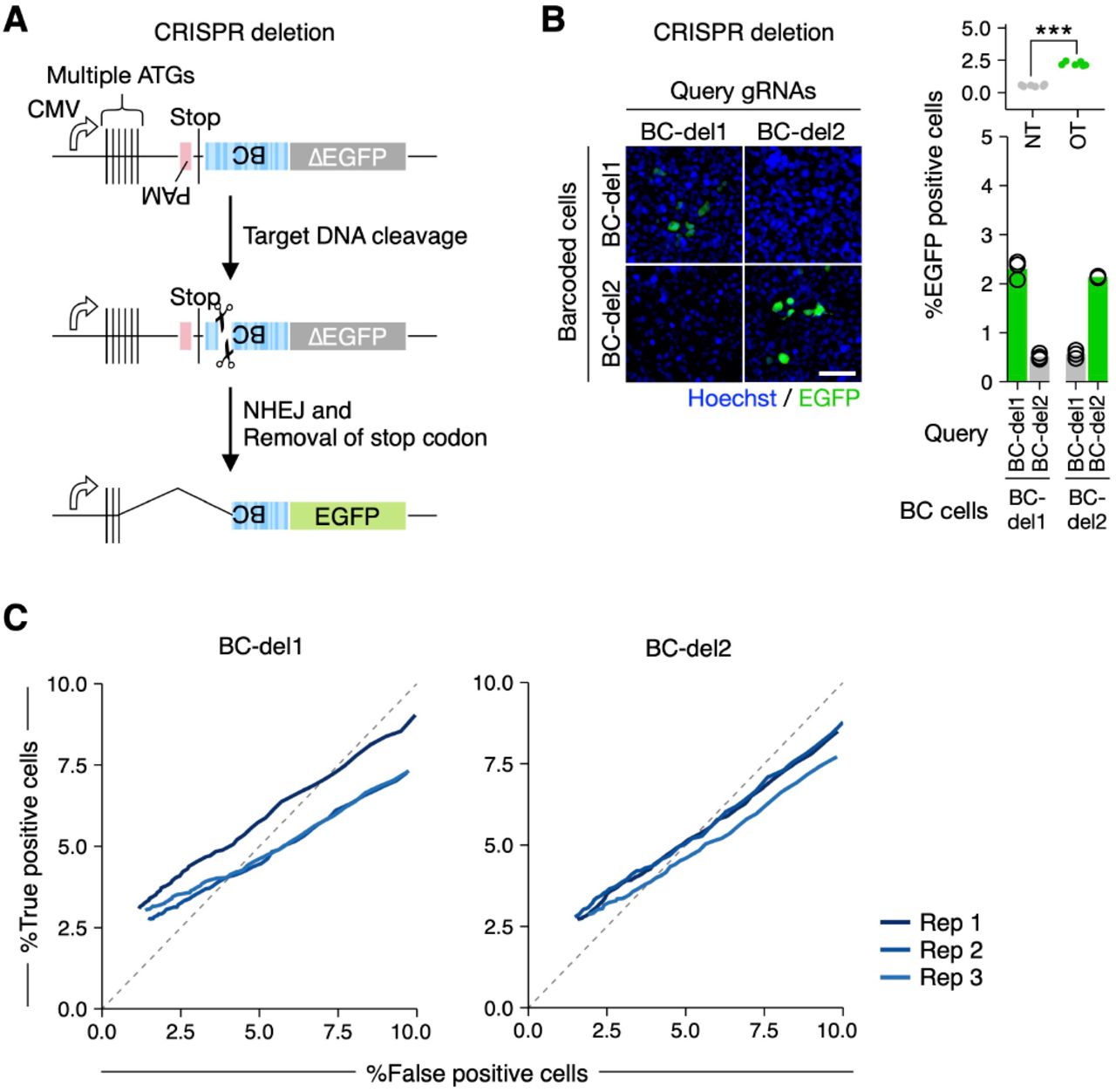 ... prepared for two barcodes (BC-del1 and BC-del2) in HEK293T cells (n=3). Welch’s t-test was performed to compare ... ( A ) Barcode-specific gRNA-dependent reporter activation circuit using wild-type Cas9. ( B ) Barcode-specific activation of the deletion-based reporter prepared for two barcodes (BC-del1 and BC-del2) in HEK293T cells (n=3). Welch’s t-test was performed to compare on-target (OT) and non-target (NT) activations (* P < 0.05; ** P < 0.01; *** P < 0.001). Scale bar, 50 μm. ( C ) ROC curves along varying reporter intensity thresholds for target barcoded cells (n=3).