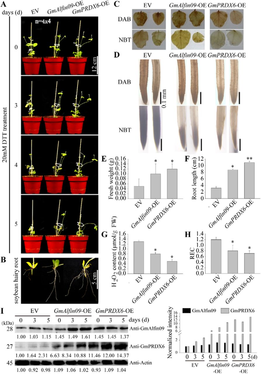 H 2 O 2 Assay Kit Beyotime Bioz