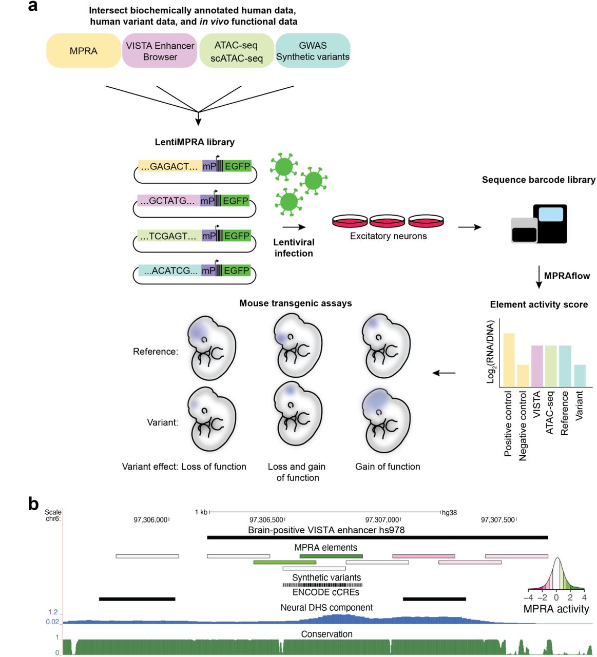 Allprep Dna Rna Mini Kit qiagen Bioz