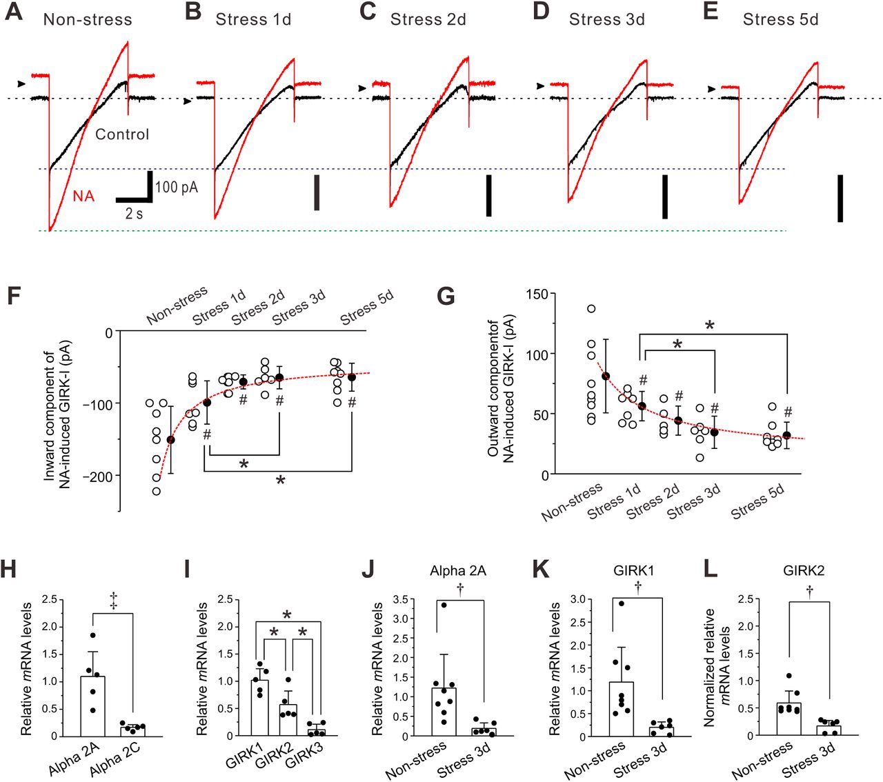 ( A-E ) Representative traces of NA-induced GIRK-I obtained from LC neurons in non-stress and 1-day, 2-day, 3-day, and 5-day RS mice. ( F, G ) Amplitudes of inward and outward components of NA-induced GIRK-I obtained from LC neurons in non-stress and 1-day, 2-day, 3-day, and 5-day RS mice ( n = 8, 7, 5, 6 and 8, respectively) decreased with the increase in the period of RS, in a way that can be described by a saturation function (red interrupted lines). The saturation level ( a + b ) and the half saturation constant ( c ) were determined by fitting the saturation function, defined as y = a + ( b * x) / ( c + x), to the data points. The values of a , b and c for the inward component of GIRK-I were −151.1, 108, and 0.9, respectively, and those for the outward component of GIRK-I were 81.1, –67, and 1.6, respectively. Inward component: one-way ANOVA, p < 0.001, post hoc fisher’s PLSD, 1-day; # p < 0.001 vs Non-stress and * p < 0.05 vs 3-day and 5-day, 2-day; # p < 0.001 vs Non-stress, 3-day; # p < 0.001 vs Non-stress, 5-day; # p < 0.001 vs Non-stress. Outward component: one-way ANOVA, p < 0.001, post hoc fisher’s PLSD, 1-day; p = 0.004 vs Non-stress and * p < 0.05 vs 3-day and 5-day, 2-day; p = 0.015 vs Non-stress, 3-day; p < 0.001 vs Non-stress, 5-day; p < 0.001 vs Non-stress. ( H ) Relative expressions of α2A and α2C mRNAs, normalized to GAPDH in LC neurons ( n = 5). Paired t -test, ‡ p = 0.014. ( I ) Relative expressions of GIRK1, GIRK2, and GIRK3 mRNAs, normalized to GAPDH in LC neurons ( n = 5). One-way RM ANOVA, p < 0.001, post hoc fisher’s PLSD; * p = 0.008 for GIRK1 vs GIRK2, * p < 0.001 for GIRK1 vs GIRK3, * p = 0.008 for GIRK2 vs GIRK3. ( J, K ) Relative expressions of α2A and GIRK1 mRNAs, respectively, normalized to GAPDH in LC neurons in non-stress mice ( n = 8), and 3-day RS mice ( n = 6). α2A-AR: unpaired t -test, † p = 0.020; GIRK1: unpaired t -test, † p = 0.013. (L) Normalized relative expressions of GIRK2 mRNA in LC neurons in non-stress mice ( n = 8) and 3-day RS mice ( n = 6), normalized to the ratio of the mean value of the relative expressions of GIRK1 mRNA to that of GIRK2 mRNA in LC neurons in non-stress mice ( I ). Unpaired t -test, † p = 0.037. 