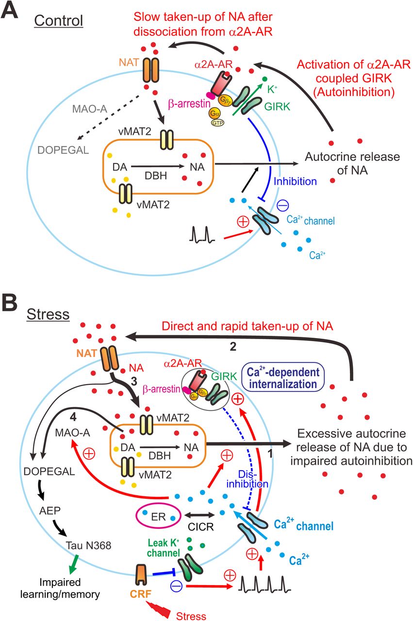 ( A, B ) Differential free concentrations of NA to be metabolized by MAO-A into DOPEGAL between control and stress conditions: Under the control condition ( A ), NA in the cytosol is mostly taken up into the cytoplasmic vesicles by vMAT2 (thick arrow 3), rather than being directly metabolized by MAO-A into DOPEGAL (thin interrupted arrow). Vesicular NA is released from cell bodies as autocrine following [Ca 2+ ] i increases caused by action potentials, and the released NA activates α2A-AR-coupled GIRK channels, causing autoinhibition. Subsequently, the autocrine released NA is slowly taken up into the cytosol of LC neurons by NAT after dissociation from α2A-ARs. Under the stress condition ( B ), an activation of CRF receptors in LC neurons by stress inhibits leak K + channels and increases firing activities in LC neurons, subsequently causing a larger [Ca 2+ ] i increase together with Ca 2+ -induced Ca 2+ release (CICR). Impairment of autoinhibiton due to Ca 2+ dependent internalization of α2A-ARs-coupled GIRK channels leads to the persistent excitation in LC neurons, which enhances autocrine release of NA (thick arrow 1). Subsequently, the excessively autocrine released NA is taken up directly and rapidly by NAT into the cytosol without binding to α2A-ARs (thick arrow 2). Such a facilitation of re-uptake of NA by NAT would increase active NA storage into cytoplasmic vesicles by vMAT2 (thick arrow 3), while the rate of NA leakage from cytoplasmic vesicles would also increase (arrow 4) due to a dynamic equilibrium in cytoplasmic vesicles between active NA storage into cytoplasmic vesicles and passive NA leakage from cytoplasmic vesicles. Subsequently, such an increase in the rate of NA leakage would result in an increase in a MAO-A metabolite, DOPEGAL and AEP, leading to a production of cleaved tau N368 fragment and an impairment of learning/memory. 