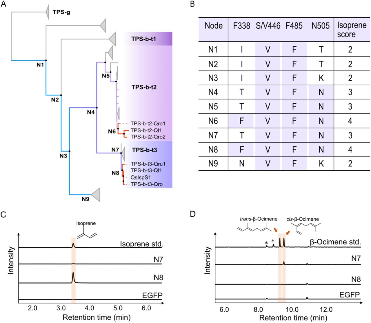 Results of ancestral sequence reconstruction of Fagaceae TPS genes using PAML. ( A ) Maximum-likelihood phylogeny of the TPS gene set used for ancestral reconstructions. The phylogeny was inferred with RAxML v8.2.11 under the GAMMA GTR substitution model, using 1,000 bootstrap replicates to assess node support. Internal nodes N1–N8 mark the bifurcation points analysed. Branch colours denote the inferred isoprene score—blue , purple and red . The three focal clades (TPS-b-t1, TPS-b-t2 and TPS-b-t3) are highlighted in distinct colours for ease of reference. ( B ) Inferred amino-acid states at the diagnostic tetrad and the corresponding isoprene score for each ancestral node (N1–N8). The posterior probability (PP) of the most likely codon/amino-acid state was as follows: N1 – S/V446: GCA (Ala, PP = 0.263) → GTA (Val, PP = 0.600); F485: CTT (Leu, PP = 0.523) → TTT (Phe, PP = 0.405). N4 – T505: AAA (Lys, PP = 0.774) → AAT (Asn, PP = 0.956). N6 – F338: ACT (Thr, PP = 0.999) → TTT (Phe, PP = 0.970). N8 – F338: ACT (Thr, PP = 0.996) → TTT (Phe, PP = 0.990). ( C ) and ( D ) Enzyme assays of the ancestral sequence products using <t>DMAPP</t> <t>and</t> <t>GPP</t> as substrates. The reaction products were detected at m/z 67 for isoprene ( C ) and m/z 93 for monoterpenes ( D ) as the substrate. The cis or trans configurations of β-ocimene were identified based on spectral annotation. The chromatograms, except for the β-ocimene standard, are plotted on the same scale. Asterisks represent peaks of impurities. 