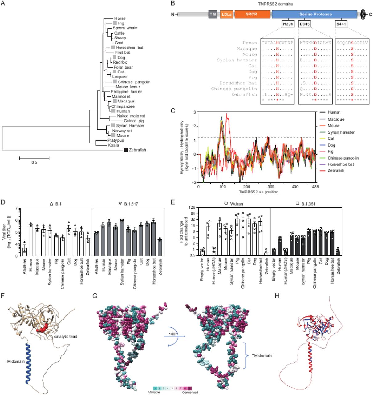 ... E ) SARS-CoV-2 pseudotyped vector transduction rates in HEK-293-ACE2 cells expressing indicated human and nonhuman TPMRSS2 orthologues. ... (A) Phylogenetic tree depicts evolutionary relationships of TMPRSS2 coding sequences. Branch length are proportional nucleotide substitutions per site, as determined by the scale bar. Species selected for further experimental investigation are highlighted. ( B ) Conservation of serine protease catalytic triad residues in humans and selected nonhuman species. ( C ) Hydrophobicity plots identify a single putative transmembrane domain in humans and nonhuman species. ( D ) Viron production rates at 24 hpi in A549-A cells co-expressing the indicated human and nonhuman TPMRSS2 orthologues. ( E ) SARS-CoV-2 pseudotyped vector transduction rates in HEK-293-ACE2 cells expressing indicated human and nonhuman TPMRSS2 orthologues. ( F-H ) TMPRSS2 structural predictions. ( F ) Human TMPRSS2 prediction with TM domain (blue) and HDS catalytic triad residues (red) highlighted. ( G ) Amino acid variability in mammalian TMPRSS2 orthologues superimposed onto the human TMPRSS2 structural prediction. ( H ) Amino acid differences (red) and conservation (blue) between mammalian and zebrafish TMPRSS2 orthologues are superimposed onto the zebrafish TMPRSS2 structural prediction.