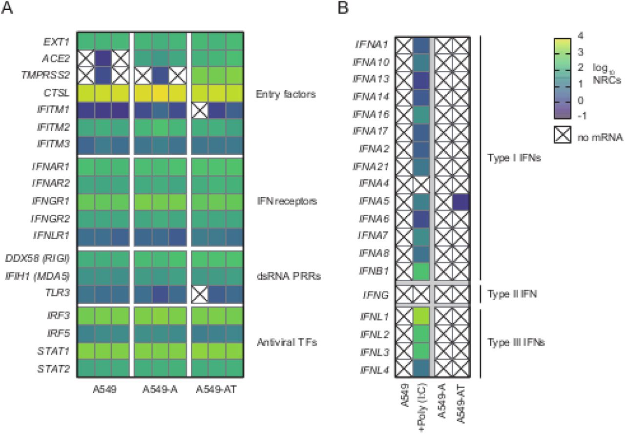 ... in the indicated cell-lines. Absent or minimal endogenous ACE2 and TMPRSS2 expression mRNAs is confirmed in parental ... Intrinsic and inducible gene expression in parental and engineered A549 cells. ( A ) Transcriptional profiling of parental and engineered A549 cells without infection (n=3). Heat map visualizes intrinsic mRNA expression of viral entry factors, IFN receptors, dsRNA pattern recognition receptors (PRRs) and antiviral transcription factors (TFs) in the indicated cell-lines. Absent or minimal endogenous ACE2 and TMPRSS2 expression mRNAs is confirmed in parental A549 cells, while abundant ectopic expression is confirmed in engineered cells. ( B ) Robust and broad IFN induction after Poly(I:C) treatment of parental A549 cells (n=3, mean expression presented). Lentiviral gene transfer of ACE2 and TMPRSS2 does not induce IFNs. NRCs: normalized read counts.