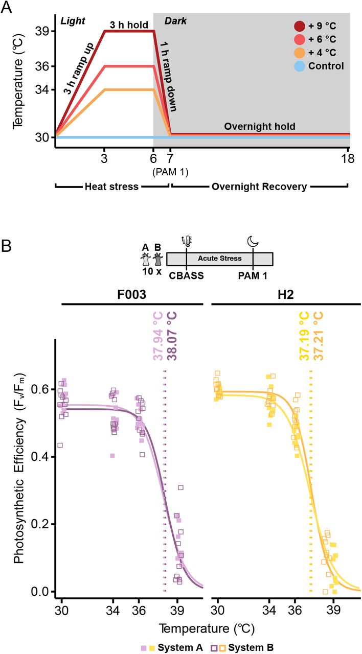 Anemones in two separate CBASS systems show highly similar thermal tolerance thresholds. (A) Schematic representation of the short-term acute heat stress assay using the Coral Bleaching Automated Stress System (CBASS; adapted from ). The 18 h CBASS profile was run at 30 °C (control) and with a 3 h heat-hold at 34 °C (control +4 °C, medium), 36 °C (control +6 °C, high), and 39 °C (control +9 °C, extreme). Dark-acclimated photosynthetic efficiency was measured using a PAM fluorometer 1 h after temperature ramp down and accompanying dark acclimation (7 h, PAM 1). (B) Photosynthetic efficiencies (F v /F m ) across replicated CBASS assays of <t>Aiptasia</t> strains F003 (dark and light purple) and H2 (yellow and orange) using two independent CBASS systems (system A and system B). Population ED50 thermal tolerance thresholds (n = 10 anemones per temperature profile) are denoted as vertical lines. Population ED50s are based on log-logistic regression curves of F v /F m measurements across experimental temperatures and provide a standardized proxy for bleaching susceptibility . ED50s and regression curves are largely identical and reproducible between the replicated CBASS runs.