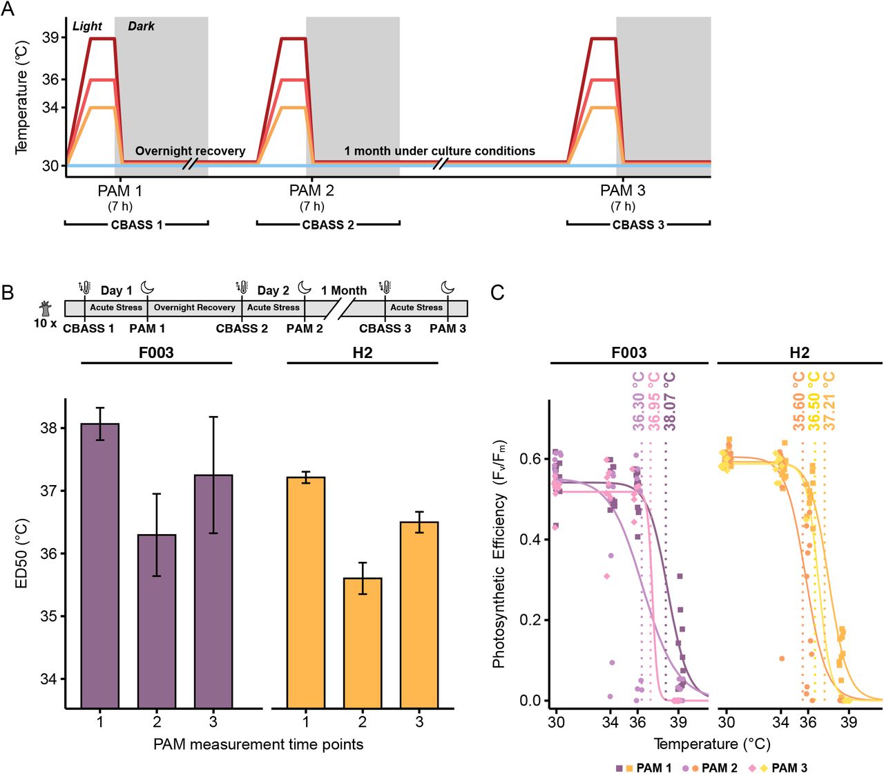 (A) Schematic representation of repeat CBASS runs. The same set of F003 and H2 anemones (n = 10 per temperature profile) were subjected to repeat CBASS runs on consecutive days (CBASS 1 and CBASS 2) as well as after one month under ambient rearing conditions (CBASS 3). PAM fluorometry measurement time points and CBASS cycles are indicated on the x-axis. (B) Population ED50 thermal tolerance thresholds based on photosynthetic efficiency (F v /F m ) measures of Aiptasia strains F003 and H2 across three time points. ED50 thermal tolerance thresholds decrease with repeated stress testing but increase again after subsequent rearing under ambient conditions, although not to the initial level. Error bars represent the standard error of the population ED50s. (C) Photosynthetic efficiencies (F v /F m ) across treatment temperatures for the three CBASS runs for F003 and H2 anemones. Please refer to (B) for an overview of the time points. Population ED50 thermal tolerance thresholds based on log-logistic regression curves of F v /F m measurements are denoted as vertical lines. 