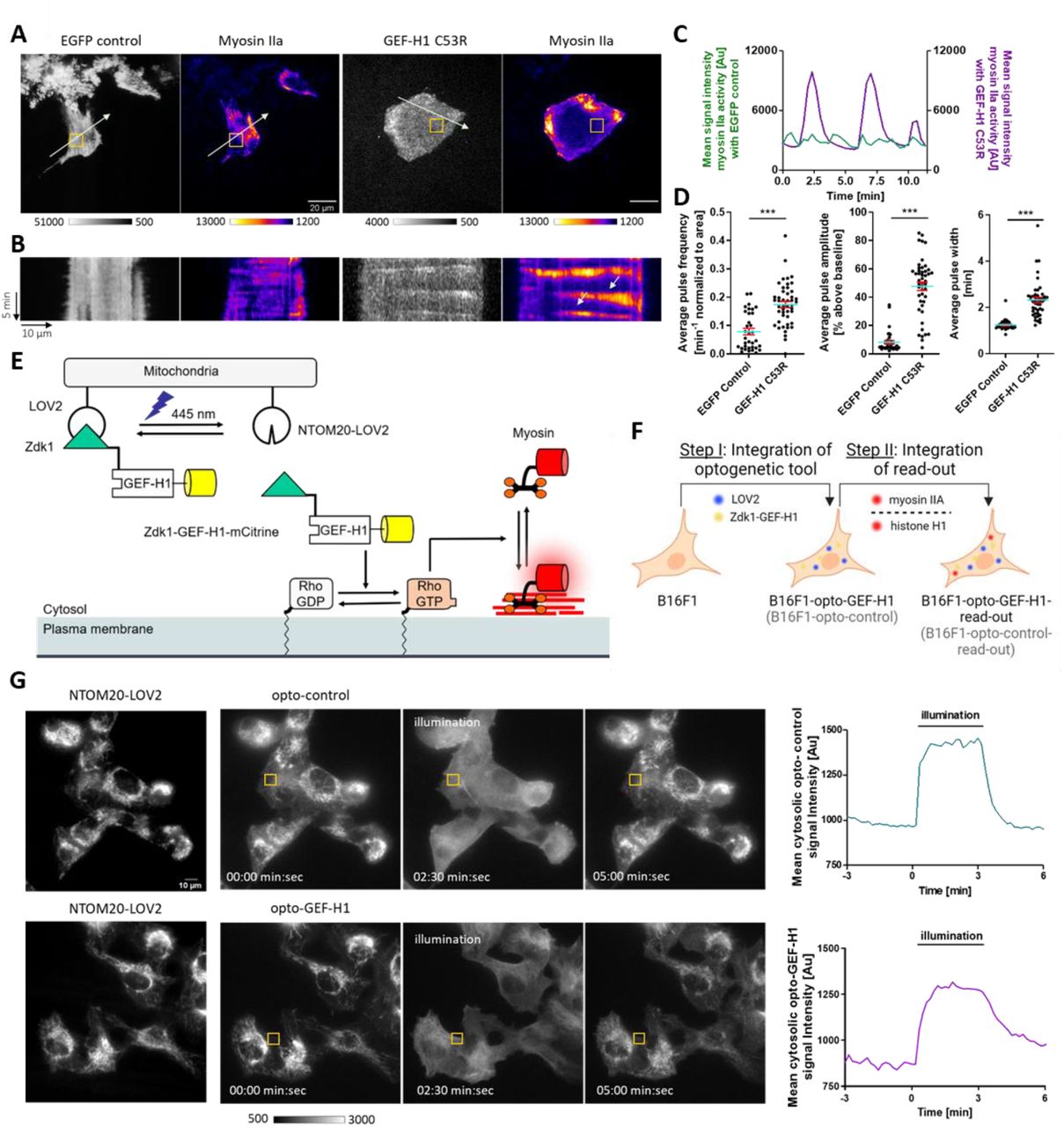 (A-D) Increased expression of a constitutively active GEF-H1 mutant in B16F1 mouse melanoma cells leads to enhanced cell contraction dynamics. (A) Representative TIRF images of cells transiently expressing myosin IIa (pCMV-mCherry-MHC IIA) together with the constitutively active GEF-H1 <t>C53R</t> mutant (pCMV5-EGFP-GEF-HI C53R) or a control vector (pEGFP-N1), respectively. Scale bar = 20 μm. (B) Corresponding kymograph analysis along the arrows in A. (C) Myosin IIa signal intensity plots corresponding to the orange box in A. (D) Quantification of average contraction pulse frequency, amplitude and width. N=41 GEF-H1 C53R cells and N=24 control cells from 3 independent experiments, Error bars represent S.E.M., Unpaired t-test. (E) Schematic representation of optogenetic GEF-H1 release from the mitochondria into the cytosol and subsequent stimulation of cell contraction dynamics by myosin IIa. (F) Schematic representation of stepwise strategy to generate stable B16F1 cell lines expressing a GEF-H1-coupled optogenetic tool, the corresponding control and fluorescently tagged read-out proteins. (G) Left: Representative epifluorescence images showing the mitochondrial anchored photo-sensitive LOV2 domain (NTOM20-moxBFP-LOV2) and opto-control (mCitrine-Zdk1), or opto-GEF-H1 (mCitrine-Zdk1-GEF-H1 C53R) before, during and after optogenetic stimulation at 445-488 nm. Scale bar = 10 μm. Right: Intensity plots of opto-control and opto-GEF-H1 signal corresponding to the orange boxes in left panels. 