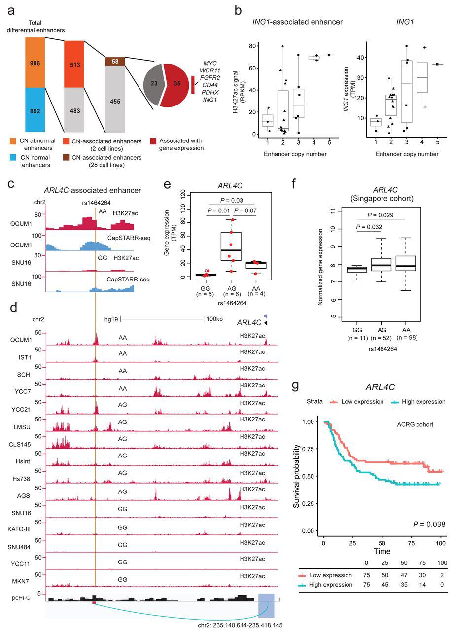 a) Distribution of enhancers associated with copy number. CN-abnormal enhancers represent differential enhancers with altered DNA copy numbers in OCUM1 or SNU16. CN-associated enhancers represent differential enhancers showing concordant changes in H3K27ac signals and DNA copy number. b) Correlation of H3K27ac signals and DNA copy numbers for the <t>ING1</t> enhancer and with ING1 gene expression. c) H3K27ac ChIP-seq and CapSTARR-seq tracks at the enhancer region harboring the ARL4C -associated SNP rs1464264 in OCUM1 and SNU16 cells. d) H3K27ac ChIP-seq tracks in GC lines and pcHi-C associations in gastric tissues. The SNP rs1464264 genotype is annotated above the H3K27ac ChIP-seq track in each cell line. Significant chromatin interactions are shown below the axis (green loop). e) Differences in expression of ARL4C in three groups of cell lines with different SNP rs1464264 genotypes (GG, AG and AA). P -value: Mann–Whitney U test. f) Difference in expression of ARL4C in three groups of GC patients with different SNP rs1464264 genotypes (GG, AG and AA) in the Singapore cohort (n= 161). P -value: Student’s t-test. g) Survival analysis comparing patient groups with samples exhibiting low (green) and high (red) expression of ARL4C in the ACRG cohort (n=300). P -value is calculated using the Log-rank test. Survival data are indicated for every 25 months.