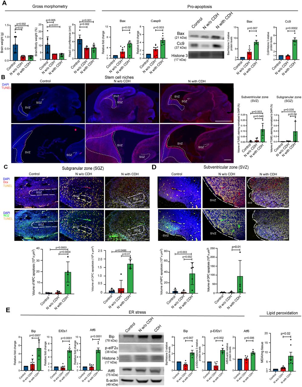 Tunel Assay Kit Thermo Fisher Bioz