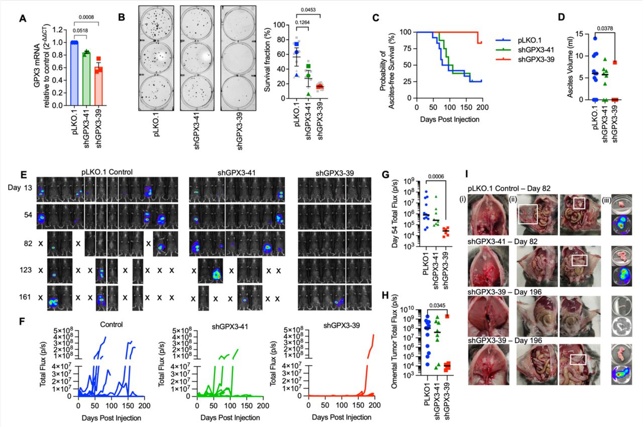 Old C57bl 6j | The Jackson Laboratory | Bioz