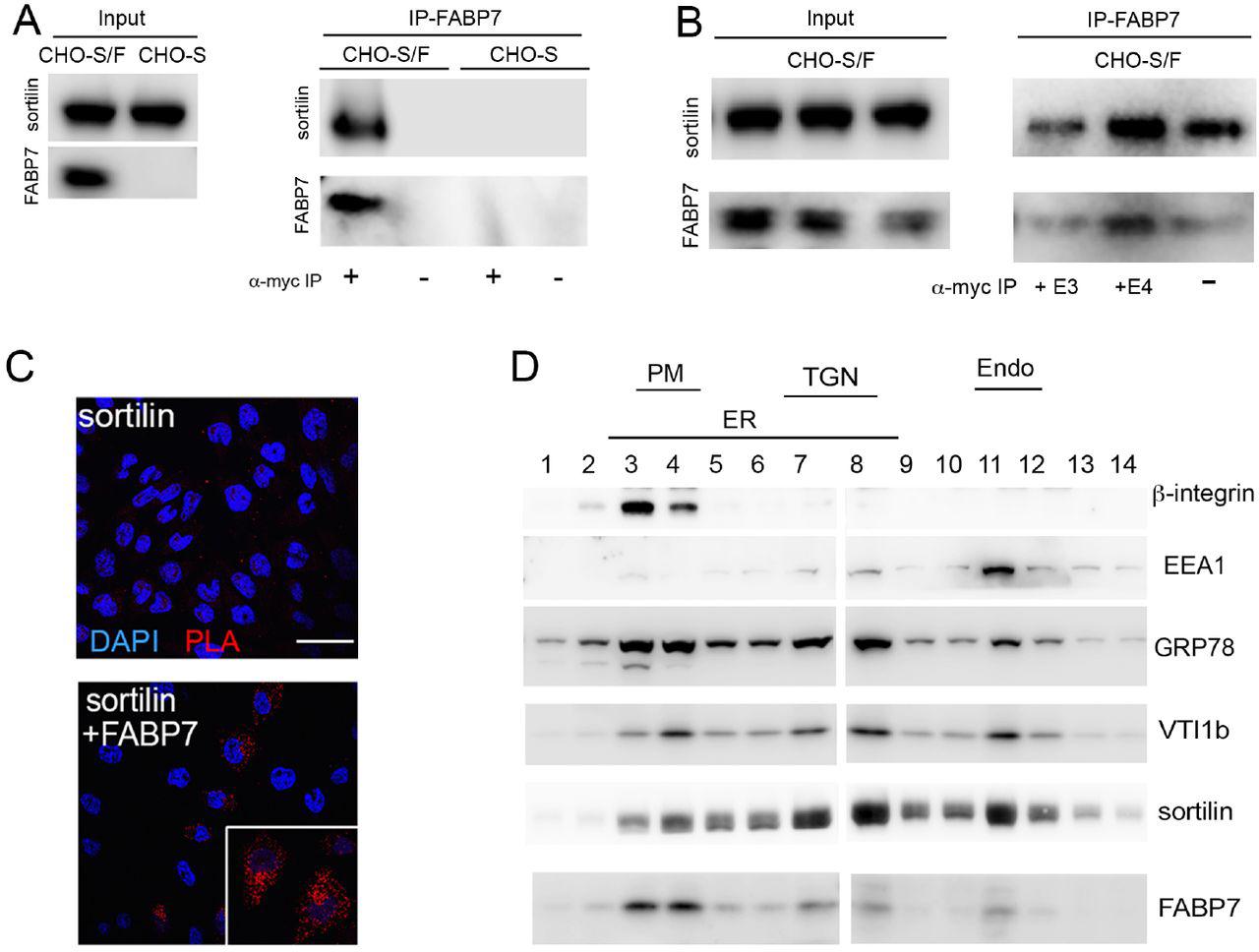 (A ) Chinese hamster ovary (CHO) cells stably overexpressing sortilin (CHO-S) or sortilin and FABP7 tagged with a myc epitope (CHO-S/F) were used for co-immunoprecipitation experiments. Expression of sortilin and FABP7-myc in total cell lysates of both cell lines is shown in the panel Input. In panel IP-FABP7, co-immunoprecipitation of sortilin with anti-myc affinity resin (+) is seen in lysates from CHO-S/F but not from CHO-S cells. No immunoprecipitation of sortilin with anti-myc affinity resin is seen in CHO-S cells, or in CHO-S/F in the absence of the affinity resin (-). ( B ) Co-immunoprecipitation of sortilin with FABP7-myc from CHO-S/F cells as described in panel A. Prior to immunoprecipitation with anti-myc affinity resin, cells were treated with conditioned medium from HEK293 cells containing 5 μg/ml of apoE3 (+E3) or apoE4 (+E4; see Suppl. methods for details) or blank medium (-) for 24 hours. (C) Proximity ligation assay (PLA) to assess close spatial proximity of sortilin and FABP7 in CHO cells. Primary antibodies were directed against sortilin or the myc epitope in FABP7-myc. Close proximity is detected in CHO cells expressing both sortilin and FABP7 (red signal). No PLA signal is seen in cells expressing sortilin only. Cell nuclei were counterstained with DAPI (blue). The inset shows a higher magnification image of cells positive for PLA signals for sortilin and FABP7-myc. Scale bar: 50 μm. ( D ) Subcellular fractionation of CHO-S/F cells using gradient ultracentrifugation. Fractions were identified based on markers for endoplasmic reticulum (ER; GRP78), plasma membrane (PM; β-integrin), trans -Golgi network (TGN; VTI1b), and early endosomes (Endo; EEA1). FABP7 co-localizes with sortilin to the PM (fractions 3-4), TGN (fractions 7-8), and endosomes (fraction 11).