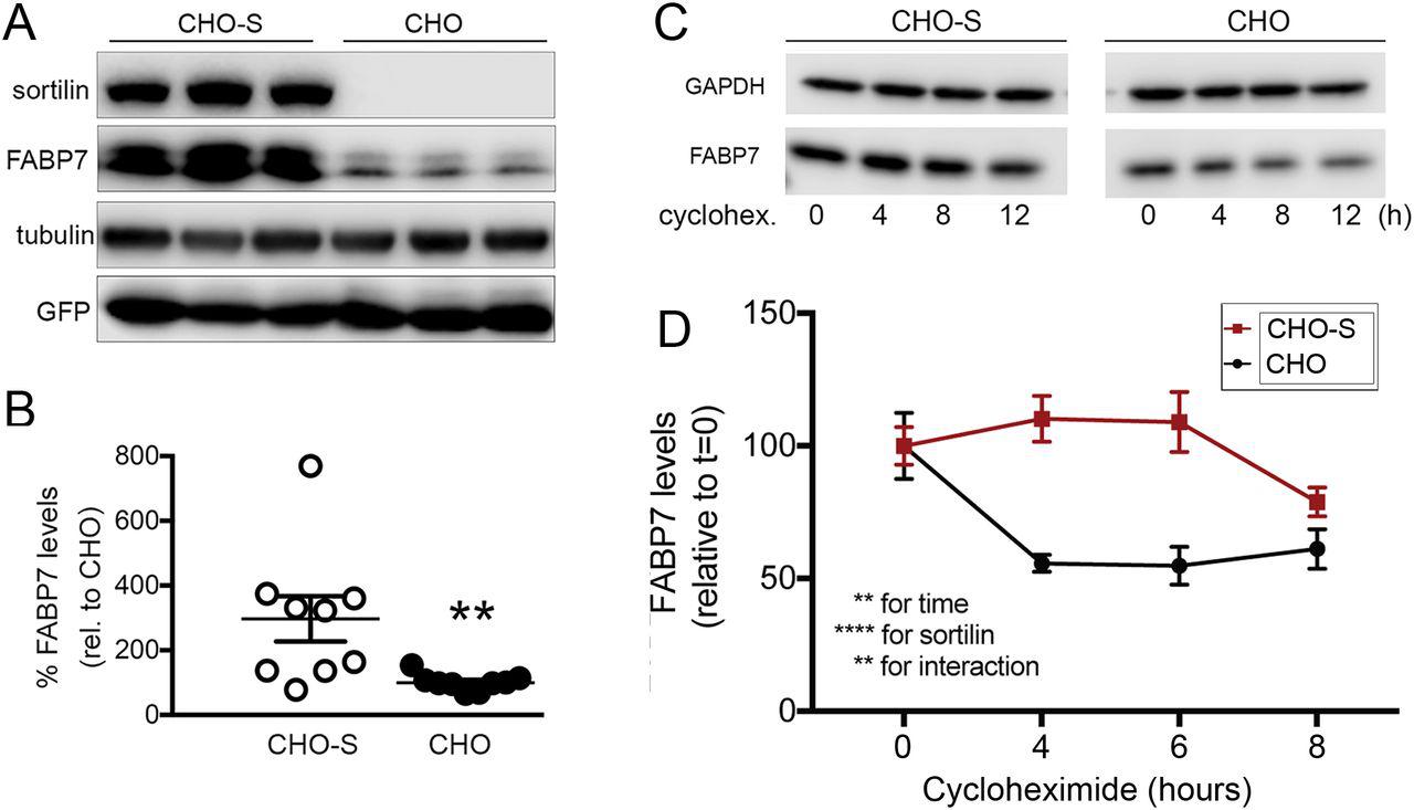 (A, B) Parental Chinese hamster ovary (CHO) cells or CHO cells stably expressing sortilin (CHO-S) were transiently transfected with expression constructs encoding for FABP7 and green fluorescent protein (GFP). An exemplary western blot documenting expression of sortilin and FABP7 in replicate lysates of CHO and CHO-S cells is shown in panel A. Detection of GFP and tubulin served as transfection and loading controls, respectively. Panel B shows FABP7 levels in CHO and CHO-S transfectants as determined by densitometric scanning of replicate western blots (n= 9 replicates from 3 independent experiments per cell line). Data are mean ± SEM given as percent of FABP7 levels in CHO (set to 100%). Levels of FABP7 (but not of GFP) are significantly increased by the presence of sortilin in CHO-S compared with CHO cells. **, p<0.01 (Student’s t test). (C, D) CHO and CHO-S cells were transiently transfected with a FABP7-myc expression construct. Forty-eight hours post transfection, replicate cultures of transfected cells were treated with 10 μg/ml of cycloheximide and collected at time points 0, 4, 8, and 12 hours later. Levels of FABP7 were determined by western blotting (C). Detection of GAPDH served as loading control. The decrease in FABP7 levels was significantly faster in CHO than in CHO-S cells as determined by densitometric scanning of replicate blots (D; n= 9 replicates per condition from 3 independent experiments). Data are mean ± SEM given as percent of FABP7 levels in CHO or CHO-S at 0 hour of treatment (set to 100%). The significance of data was determined by Two-way ANOVA, followed by Bonferroni post-hoc analysis (**, p<0.01; ****, p<0.0001).