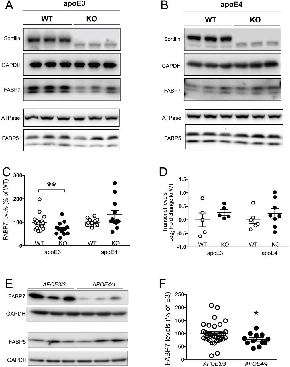 (A, B) Western blot analysis of FABP5 and FABP7 levels in brain cortices of apoE3 (A) and apoE4 (B) targeted replacement mice, either wild-type (WT) or homozygous for the Sort1 null allele (KO) (at 3 months of age). Na/K ATPase and GAPDH served as loading controls for detection of FABP5 and FABP7, respectively. Detection of sortilin served as genotype control. ( C ) Quantitative analysis of FABP7 levels in brain cortices of apoE3- and apoE4-expressing mice of the indicated Sort1 genotype using densitometric scanning of replicate western blots. Values are mean ± SEM given as percent of the respective WT control (set to 100%). Student t test was used to determine significance of differences between genotypes (n=12-18 animals per group; **, p<0.01). ( D ) Levels of Fabp7 transcripts in brain extracts (cortex and hippocampus) of apoE3- and apoE4-expressing mice of the indicated Sort1 genotypes as determined by quantitative RT-PCR. Values are given as mean ± SEM. No statistically significant differences in transcript levels were observed using Student’s t test (n=5-8 animals per group). ( E, F ) Western blot analysis of FABP5 and FABP7 levels in prefrontal cortex specimens of AD patients homozygous for APOEe3 or APOEe4 (pathological characteristics given in ). An exemplary western blot is shown in panel E. Detection of GAPDH served as loading control. Panel F shows the result of densitometric scanning of replicate blots. Values are mean ± SEM given as percent of APOEe3/3 genotype (mean value set to 100%). Welch’s t -test was used to calculate the significance of data (n=12-34 individuals per group; *, p<0.05).