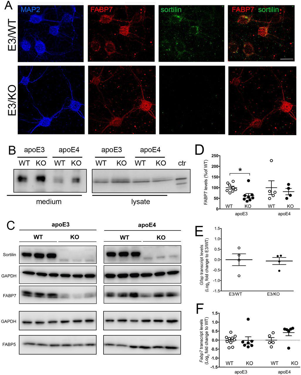 (A) Immunodetection of FABP7 (red) and sortilin (green) in primary neuronal cultures from apoE3 mice either (WT) or genetically deficient for Sort1 (KO). FAPB7-stained cells are identified as neurons by expression of MAP2 (blue). Merged images show co-expression of FABP7 and sortilin. Scale bar: 20 μm. ( B ) Detection of apoE3 and apoE4 in medium and lysate of neuronal cultures of the indicated genotypes. Detection of recombinant apoE4 served as control (ctr). (C-D) Western blot analysis of sortilin, FABP7, and FABP5 in primary neurons from apoE3 or apoE4-expressing mice, either wild-type (WT) or genetically deficient for Sort1 (KO). Detection of sortilin and GAPDH served as controls. Levels of FABP7 are reduced in primary cortical neurons from apoE3 mice lacking sortilin (E3/KO) compared with neurons from (E3/WT) animals as determined by densitometric scanning of replicate blots (exemplified in panel C). No statistically significant difference in FABP7 levels is seen comparing neurons from apoE4 mice with (E4/WT) and without (E4/KO) sortilin (panel D). Data are given as mean ± SEM with the respective mean WT levels set to 100% (n=4-8 biological replicates per genotype; Student’s t test). *, p<0.05. ( E ) Quantitative RT-PCR analysis of Gfap transcripts in primary neuronal cultures from E3/WT and E3/KO mice. Values are given as log2 fold changes relative to E3/WT set to value 0 (n=4 independent cultures per genotype). ( F ) Levels of Fabp7 transcript were determined in mouse primary neuronal cultures of the indicated genotypes by quantitative RT-PCR (n=7-10 biological replicates per group for apoE3; n=5-6 biological replicates per group for apoE4). Values are given as log2 fold change relative to transcript levels in the respective WT (set to value 0).