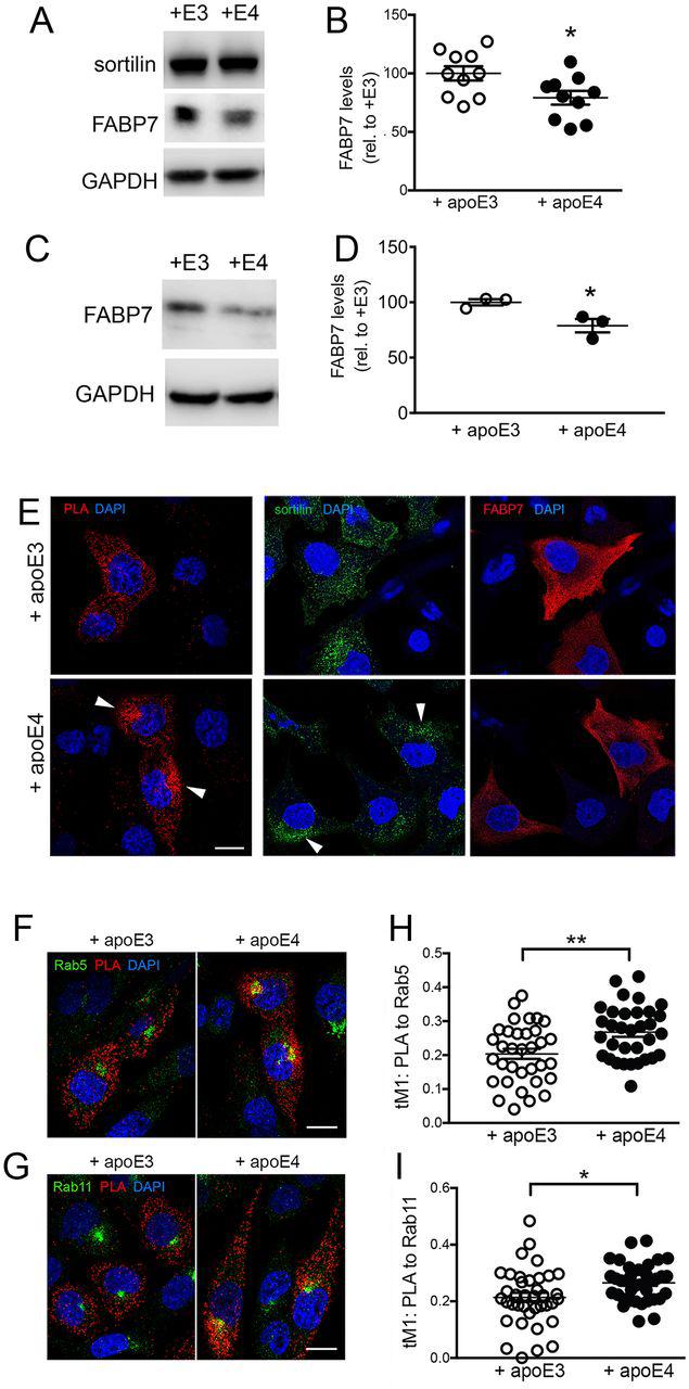 ( A-B ) CHO cells stably co-expressing sortilin and FABP7 (CHO-S/F) were treated for 24 hours with conditioned medium containing 5 μg/ml of apoE3 (+E3) or apoE4 (+E4; see methods for details). Western blot analysis (panel A) and densitometric scanning of replicate blots (panel B) document reduced levels of FABP7 in CHO-S/F cells in the presence of apoE4 as compared with apoE3 (n=10 replicate cultures from 4 independent experiments). Data are mean ± SEM given as percent of FABP7 levels in apoE3-treated cells (set to 100%). *, p<0.05 (Student’s t test). ( C-D ) Experiment as in panels A and B but using conditioned medium from primary astrocytes secreting apoE3 or apoE4 (n=3 replicates from one culture). Data are mean ± SEM given as percent of FABP7 levels in apoE3-treated cells (set to 100%). *, p<0.05 (Student’s t test). ( E ) Proximity ligation assay (PLA) to visualize the intracellular localization of sortilin-FABP7 complexes (red signal) in CHO-S/F cells treated with apoE3- or apoE4-conditioned HEK293 medium for 24 hours (left panel). For comparison, immunostaining of total sortilin (middle panels) and FABP7 (right panels) in treated cells are shown as well. Cell nuclei were counterstained with DAPI (blue). PLA signals for sortilin-FABP7 complexes change from a dispersed vesicular pattern with apoE3 to a perinuclear pattern with apoE4 (arrowheads). A similar change is seen for total sortilin, whereas the pattern for total FABP7 remains unaffected by apoE4. ( F-G ) Colocalization studies in CHO-S/F cells documenting the presence of sortilin-FABP7 complexes (as deduced by PLA; red signal) in early endosomes, marked by antibodies against Rab5 (green signal; panel F) or recycling endosomes marked by Rab11 (green signal, panel G). ( H-I ) Extent of colocalization of PLA for sortilin and FABP7 with Rab5 (panel H) and Rab11 (panel I) as documented by thresholded Mander’s coefficient tM1. This experiment was replicated 3 times (n=33-38 cells per condition). *, p <0.05; **, p <0.01 (Student’s t test). Scale bars: 20 μm