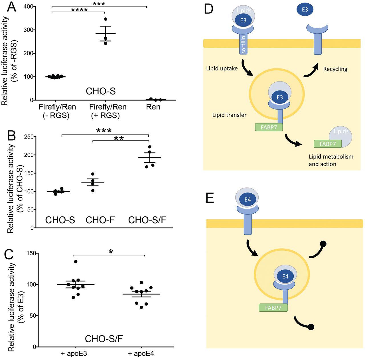 ( A ) CHO cells stably expressing sortilin (CHO-S) were transfected with reporter gene constructs encoding a PPAR-responsive firefly luciferase gene (Luc) and a constitutively expressed renilla luciferase gene (Ren). Where indicated, transfectants were also treated with rosiglitazone (+ RGS) for 24 hours. Forty-eight hours after transfection, the activities of firefly and renilla luciferases were determined in cell lysates using a luminometer (n= 3-8 replicates per cell line). Values are given as ratio of firefly to renilla luciferase activity (mean ± SEM, condition without RGS as 100%). ***, p<0.001; ****, p<0.0001 (Student’s t test). ( B ) Replicate layers (n=4) of CHO cells stably expressing sortilin (CHO-S), FABP7 (CHO-F), or both proteins (CHO-S/F) were transfected with constructs encoding a PPAR-responsive firefly luciferase and a constitutively expressed renilla luciferase and analyzed for luciferase activity as described above. Values are given as ratio of firefly to renilla luciferase (mean ± SEM, CHO-S set to 100%). **, p<0.01; ***, p<0.001 (Student’s t test). ( C ) CHO-S/F were transfected with reporter gene constructs encoding a PPAR-responsive firefly luciferase reporter gene and a constitutively expressed renilla luciferase. Then, transfectants were treated with conditioned medium containing 5 μg/ml of human apoE3 or apoE4 for 24 hours. Forty-eight hours after transfection, the activities of firefly and renilla luciferases were determined in cell lysates using a luminometer (n= 9 replicates from 3 independent experiments per condition. Values are given as ratio of firefly to renilla luciferase (mean ± SEM, + apoE3 set to 100%). *, p<0.05 (Student’s t test). ( D-E ) Proposed model of the interaction of sortilin with FABP7 and apoE3 (D) or apoE4 (E) in cellular lipid metabolism (see discussion section for details).