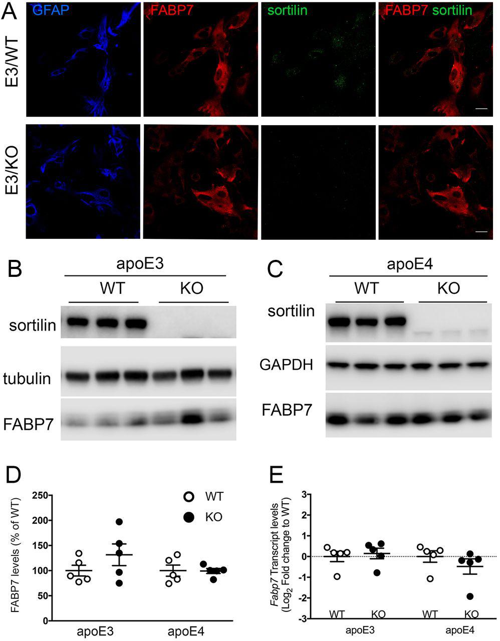( A ) Immunodetection of FABP7 (red) and sortilin (green) in primary astrocytic cultures from apoE3 mice either (WT) or genetically deficient for Sort1 (KO). FAPB7-stained cells are identified as astrocytes by expression of GFAP (blue). Merged images show co-expression of FABP7 and sortilin. Images represent single z-planes. Scale bar: 20 μm. ( B-C ) Exemplary western blot analyses of sortilin and FABP7 in primary astrocytes from apoE3 or apoE4 targeted replacement mice, either wild-type (WT) or homozygous for the Sort1 null allele (KO). Detection of sortilin and tubulin served as controls. ( D ) Quantitative analysis of FABP7 levels in primary astrocyte cultures using densitometric scanning of replicate blots (exemplified in panels b and c). No genotype-dependent alterations in FABP7 levels were seen comparing cells of the indicated APOE and Sort1 genotypes. Data are given as mean ± SEM with the respective WT level set to 100% (n=5 independent cultures per genotype). ( E ) Levels of Fabp7 transcript were identical in primary astrocytes from apoE3- and apoE4-expressing mice, either WT or KO for Sort1 , as determined by quantitative RT-PCR (n=5 independent cultures per genotype). Values are given as log2 fold change relative to the respective WT (set to value 0).