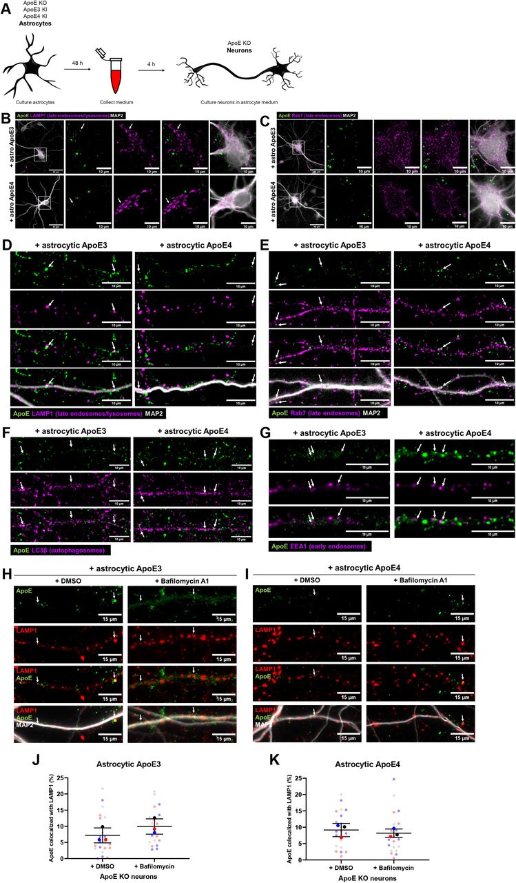 A. Schematic overview of ApoE KO, ApoE3 KI and ApoE4 KI astrocyte conditioned medium collection and subsequent 4 h treatment to ApoE KO primary neuron cultures (19 DIV). B-C. Representative fluorescent images obtained by epifluorescence microscopy of ApoE KO neurons treated with ApoE3 or ApoE4 astrocyte conditioned medium for 4 h with the focus on neuronal cell bodies. The ApoE astrocyte medium-treated neurons were labeled for ApoE (green), neuronal dendrite marker MAP2 (grey) and either LAMP1 (B) or Rab7 (C) (both shown in magenta). The left panels (B-C) show an overview of the entire neuron; higher magnification images are shown in the other four panels. The white arrows indicate ApoE puncta overlap with LAMP1-positive vesicles in neuronal cell bodies (B) . Left panels: scale bars are 40 μm. Right panels: scale bars are 10 μm. D-G. Representative epifluorescence images of neurites from ApoE3 and ApoE4 media-treated primary neurons. The neurites are labeled with ApoE (green), MAP2 (D-E) (grey), and late endosomal/lysosomal marker LAMP1 (D) , late endosomal marker Rab7 (E) , autophagosomal marker LC3β (F) or early endosomal marker EEA1 (G) (all in magenta). White arrows indicate co-localization between ApoE and the subcellular markers (D-G) . Scale bars represent 10 μm. H-I. Representative fluorescence images of ApoE KO neurites treated with control (DMSO) or 10 nM lysosomal inhibitor bafilomycin A1 for 1 h, followed by 4 h ApoE3 ( H ) or ApoE4 ( I ) astrocyte conditioned media. The neurites were labeled for ApoE (green), LAMP1 (red) and MAP2 (grey). ApoE and LAMP1 co-localization, indicating the presence of ApoE at late endosomes and/or lysosomes, is indicated by white arrows. Scale bar is 15 μm. J-K. Quantification of ApoE and LAMP1 co-localization in ApoE3-treated neurons shown in ( J ) and ApoE4-treated neurons shown in ( K ) with and without bafilomycin A1 treatment. The researcher performing the quantifications was blinded. Data is shown as mean ± SD. See also Supplementary Figure 1D-E.