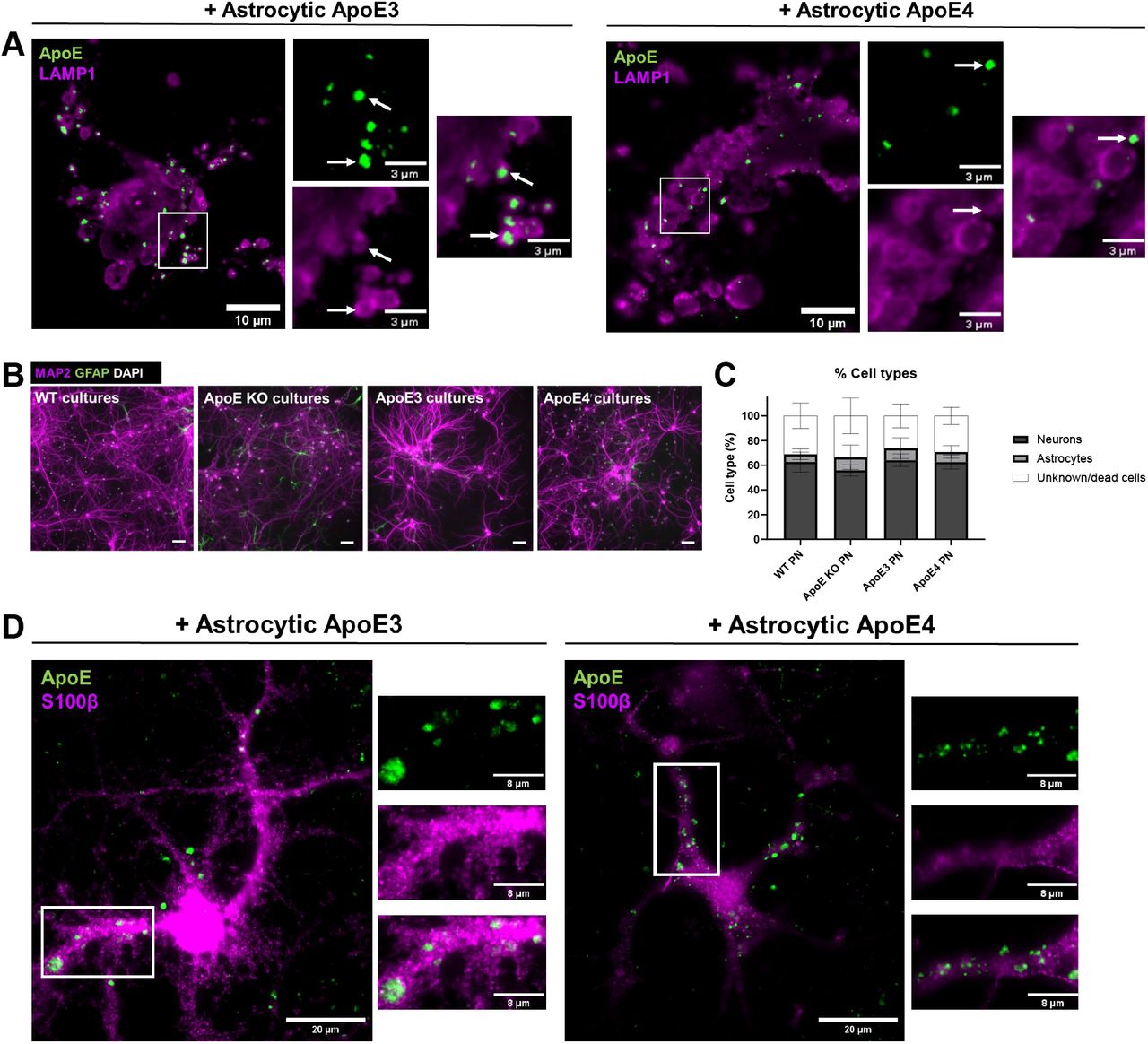 A. Representative fluorescence images of LAMP1-positive puncta (magenta) and ApoE (green) overlap in MAP2-negative cells in primary cultures. The primary brain cultures were treated with ApoE3 or ApoE4 astrocyte conditioned media for 4 h. The overlap of LAMP1 with human ApoE was highlighted by white arrows. Scale bars are 10 μm (bigger panels) and 3 μm (smaller panels). B. Representative images of wild-type, ApoE KO, ApoE3 KI and ApoE4 KI primary cultures labeled for neuronal marker MAP2 (magenta), astrocyte marker GFAP (green) and nuclear marker DAPI (white). Scale bar is 50 μm. C. Quantifications of MAP2-positive and GFAP-positive cells (%) in the primary cultures described in . The total number of cells was set based on the number of DAPI-positive nuclei present. Data is shown as mean ± SD. D. Representative fluorescence images of S100β-positive astrocytes (magenta) labeled for ApoE (green). The primary cultures containing the S100β-positive astrocytes were treated with ApoE3 or ApoE4 astrocyte conditioned media for 4 h. Scale bar represents 20 μm. WT = wild-type, PN = primary neurons.