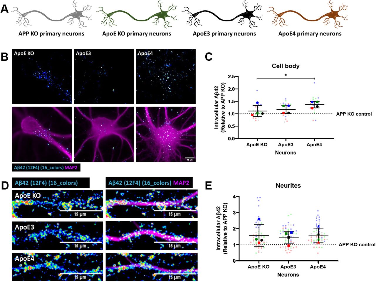 A. Schematic visualization of the different primary neuron models used to study the effects of human ApoE isoforms on levels of intraneuronal Aβ 42 . B. Representative epifluorescence images of neuronal cell bodies from ApoE KO, ApoE3-KI and ApoE4-KI primary neurons (19 DIV). The neurons were labeled for endogenous mouse Aβ 42 using antibody 12F4 (16 colors) and MAP2 (magenta). Scale bar is 15 μm. C. Quantification of endogenous Aβ 42 in neuronal cell bodies as shown in . The levels of Aβ 42 were significantly higher in ApoE4-KI neurons compared to ApoE KO neurons. D. Representative images of ApoE KO, ApoE3-KI and ApoE4-KI neurites labeled for Aβ 42 by antibody 12F4 (16 colors) and MAP2 (magenta). Scale bar is equal to 15 μm. E. Quantification of intracellular Aβ 42 levels, as measured by 12F4 intensity, of neurites of ApoE KO, ApoE3-KI and ApoE4-KI primary neurons. Data is shown as mean ± SD. The dashed line indicates the level of unspecific signal detected in APP KO control neurons. * p-value < 0.05. See also Supplementary Figure 5D-E.