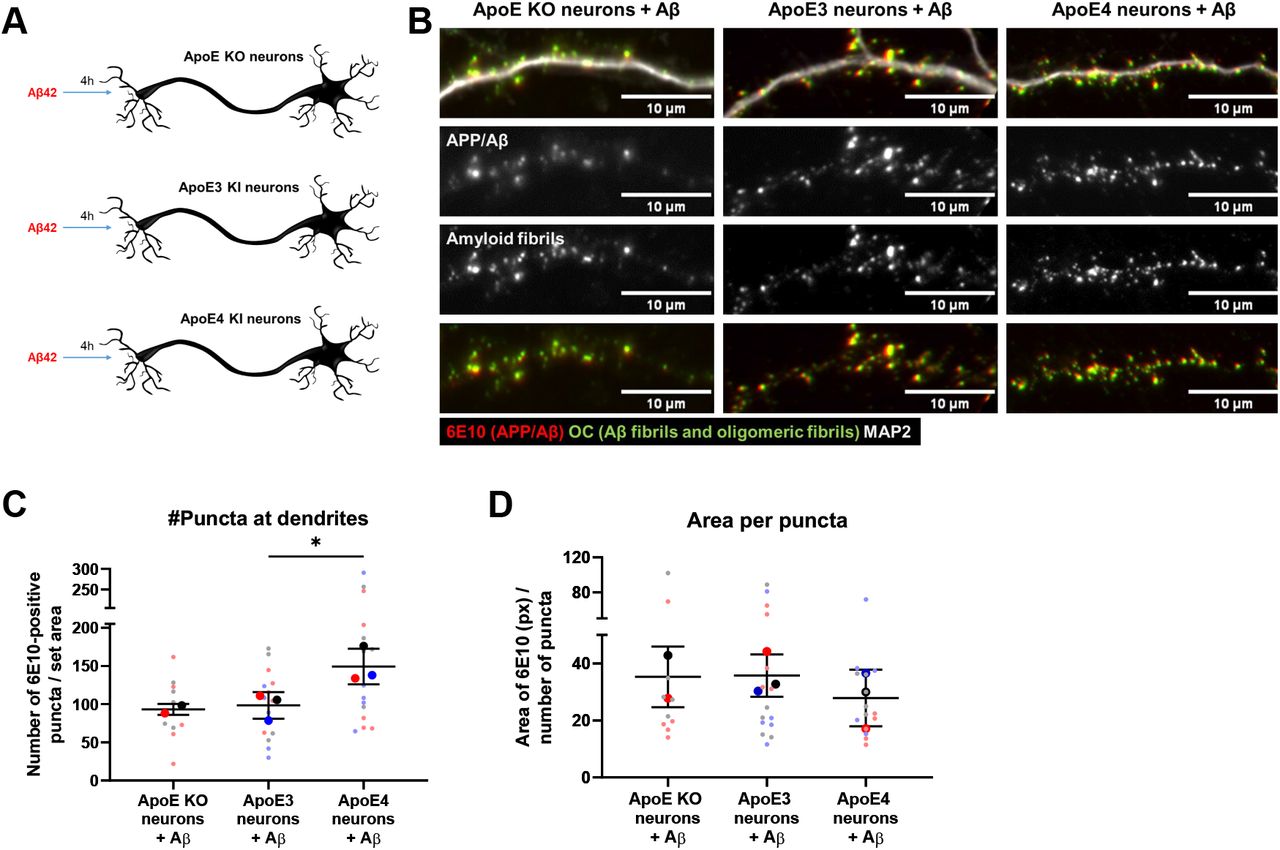 A. Schematic representation of 0.5 μM synthetic Aβ 42 treatment to different ApoE neuron cultures: ApoE KO, and human ApoE3- and ApoE4-KI neurons. B. Representative epifluorescence images of neurites from Aβ 42 -treated ApoE KO, ApoE3 and ApoE4 primary neurons. The neurites are labeled for human Aβ antibody 6E10 (red), fibrillar oligomer antibody OC (green) and MAP2 (grey in upper panel). Clear co-localization was observed between 6E10 and OC, suggesting that added synthetic Aβ 42 is aggregating inside neurons. C-D. Quantification of the number of ( C ) and the average area size of the 6E10-positive Aβ 42 puncta ( D ) in Aβ 42 -treated primary neurons as shown in . The number of 6E10 puncta is significantly increased in ApoE4 compared to ApoE3 neurons after Aβ 42 treatment. The quantifications were performed while being blinded ( C-D ). Data is shown as mean ± SD. * < 0.05. px = pixels. See also Supplementary Figure 5F.