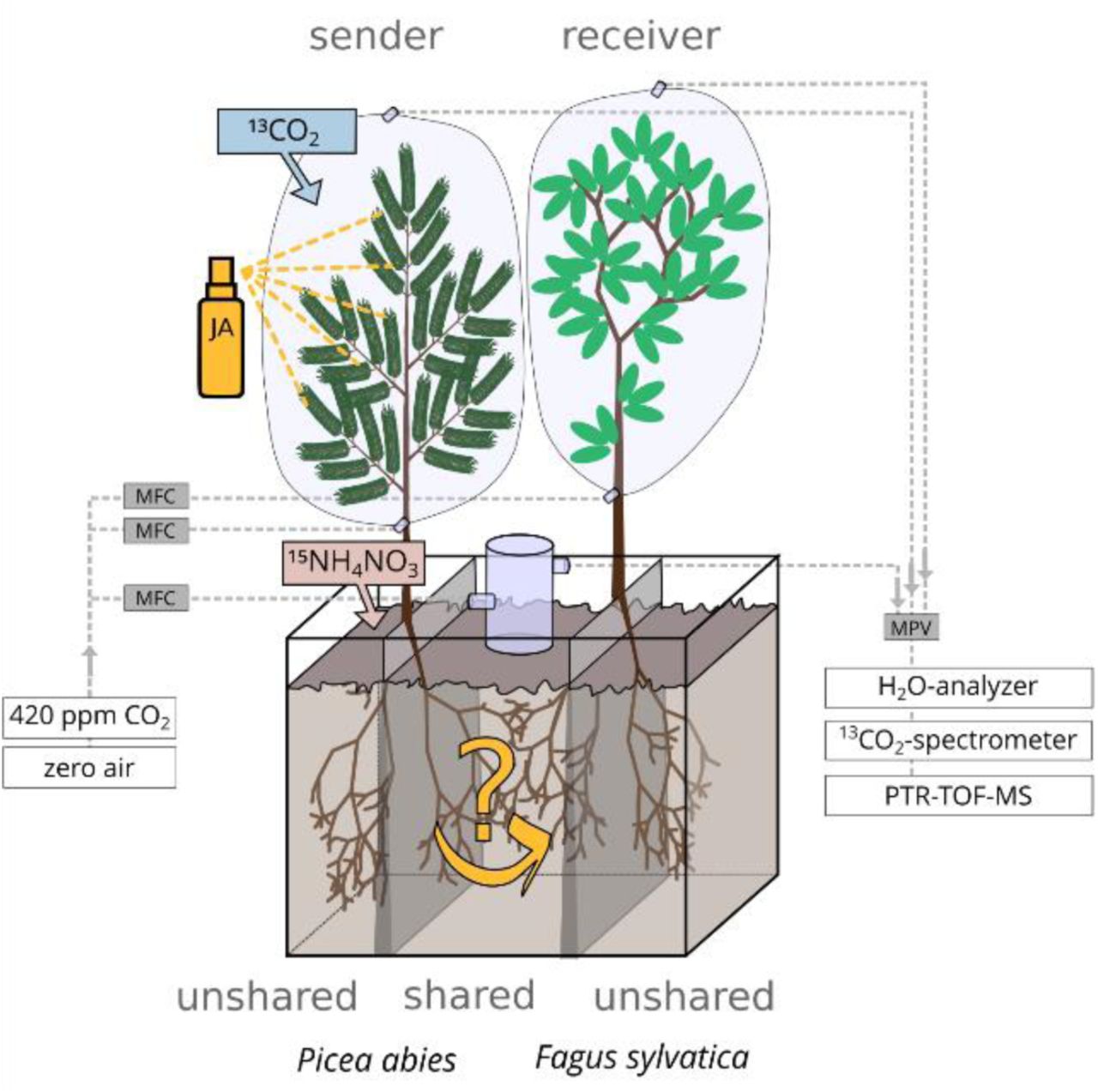 Split-root design to analyze belowground inter- and intraspecific interactions between P. abies and F. sylvatica (mixed, n = 6, depicted) and between two individuals of F. sylvatica (mono, n = 6). Jasmonic acid (JA) solution (10 mM) was applied to the shoot of sender plants to simulate herbivory. Additionally, sender plants were labeled with 13 CO 2 and 15 NH 4 NO 3 (100 mL 0.01mM) the day after JA treatment. Plants were shielded aboveground from each other to allow biotic interactions solely via the root system in the shared soil compartment. Throughout the experimental period of ten days, <t>VOC</t> emissions, 13 CO 2 and H 2 O fluxes from the shoots and soil surface were monitored with a custom build automated flow-through gas system installed in two walk- in climate chambers. VOC emissions were analyzed using a proton-transfer time-of-flight <t>mass</t> <t>spectrometer</t> (PTR-TOF-MS). MFC = mass flow controller, MPV = multi position valve. 