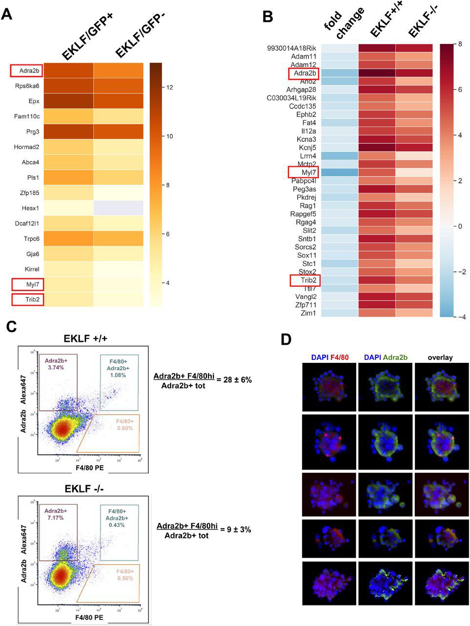 (A) Heatmap of log2 FPKM values of F4/80+ FL signature genes that are also enriched in F4/80+ EKLF/GFP+. (B) Heatmap of log2 FPKM and fold changes of FL signature genes that are significantly downregulated in EKLF-/-. Red boxes depict the EKLF dependent signature genes that are common to both (A) and (B). (C) Density plot of flow cytometry analysis of E13.5 fetal livers stained with F4/80 and <t>Adra2b</t> antibodies. Gating scheme for F4/80-hi and Adra2b+ cells is shown in blue. The percentage of double positive Adra2b and F4/80hi cells, compared to total Adra2b cells, is indicated. (D) Representative pictures of erythroblastic islands from E13.5 fetal livers are shown after immunostaining with anti-F4/80 (red) or anti-Adra2b (green) antibodies. DNA stain was with DAPI (blue).