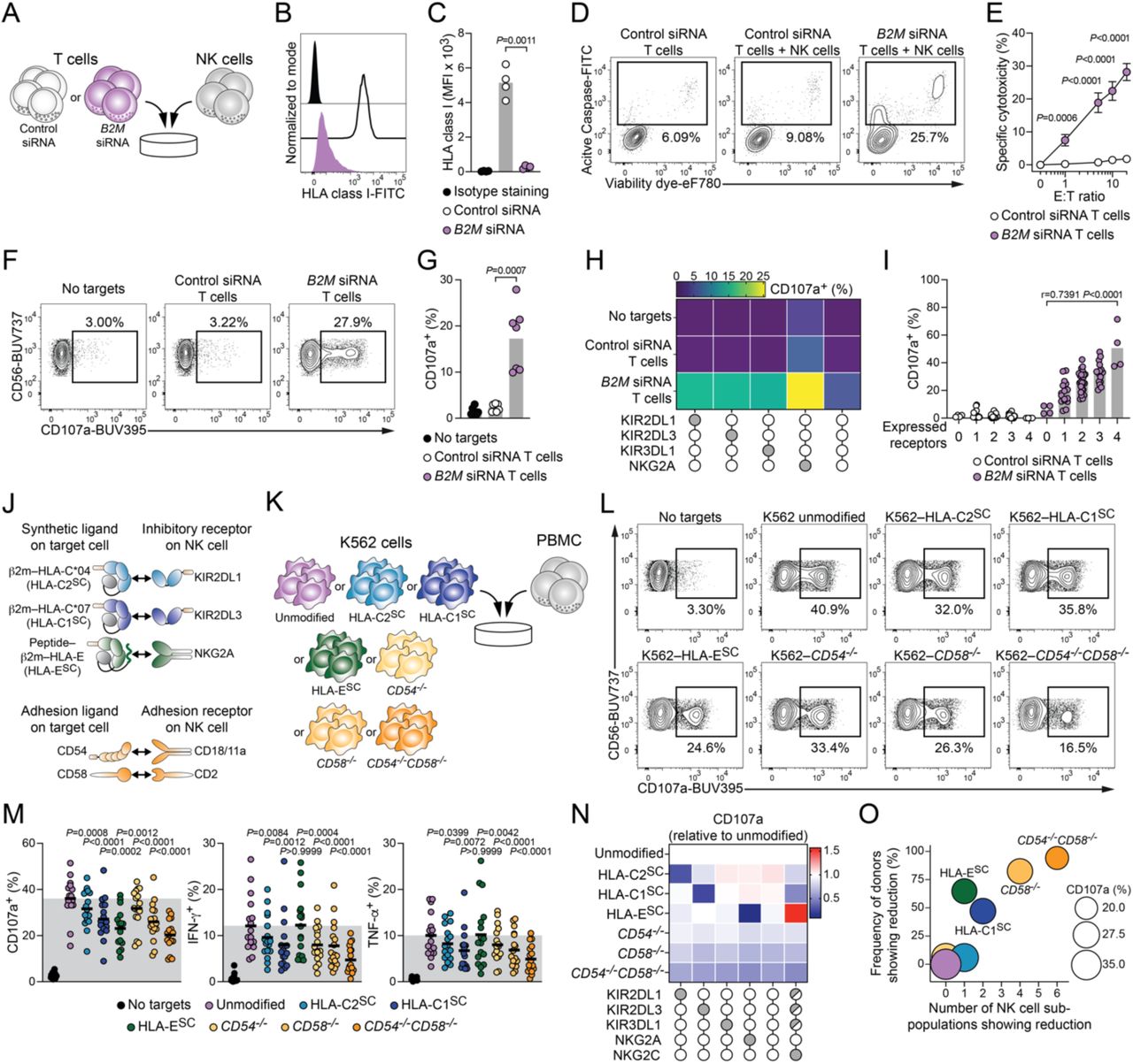 Cd3 Cd28 Human T Activator Dynabeads Thermo Fisher Bioz