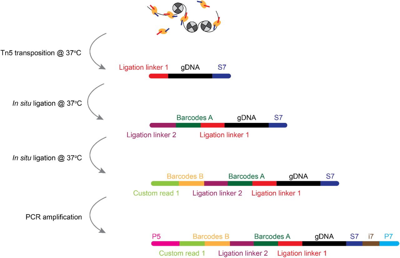 A tissue section on a standard aminated glass slide was lightly fixed with formaldehyde. Then, Tn5 transposition was performed at 37 °C, and the adapters containing ligation linker 1 were inserted to the cleaved genomic <t>DNA</t> at transposase accessible sites. Afterwards, a set of DNA barcode A solutions were introduced by microchannel-guided flow delivery to perform in situ ligation reaction for appending a distinct spatial barcode Ai (i = 1-50) and ligation linker 2. Then, a second set of barcodes Bj (j = 1-50) were introduced using another set of microfluidic channels perpendicularly to those in the first flow barcoding step, which were subsequently ligated at the intersections, resulting in a mosaic of tissue pixels, each containing a distinct combination of barcodes Ai and Bj (i = 1-50, j = 1-50). After DNA fragments were collected by reversing cross-linking, the library construction was completed <t>during</t> <t>PCR</t> amplification.