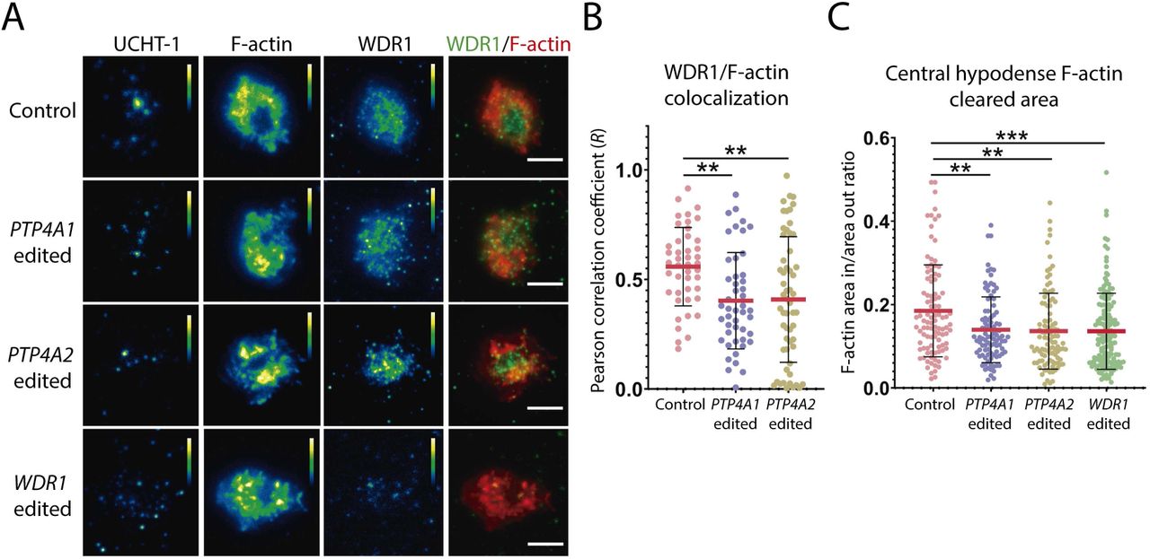 Jurkat Cd4 T Cells | ATCC | Bioz