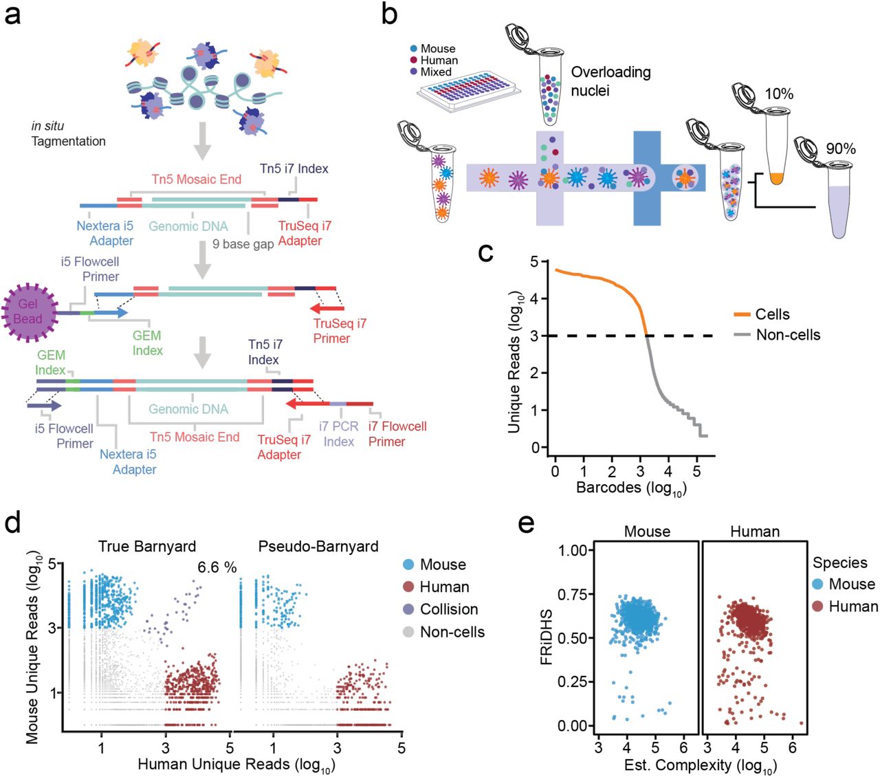 a) Schematic of molecular details of txci-ATAC-seq library generation. b) Experimental workflow for txci-ATAC-seq barnyard library generation. After 96-plex <t>tagmentation,</t> nuclei are overloaded on a 10X Chromium microfluidics device. Following nucleus encapsulation in the formed droplets, 10% of the GEMs can be used for quality control and the remaining 90% for data analysis. c-e) txci-ATAC-seq QC metrics for human (GM12878) and mouse (CH12) cell lines supplemented with SBS primer during in-droplet PCR. c) “Knee” plot showing the unique reads (log 10 scale) against the rank of each barcode (log 10 scale) ordered from most unique reads (left) to least (right). The dashed line indicates the threshold (1000 reads) used to identify cell barcodes (orange points). d) Scatter plots showing the number of unique reads mapped to either the human or mouse genome for both true and pseudo-barnyard experiments. Values were log 10 -transformed after adding a pseudo-count of 1 to all values. The percentage shown in the true barnyard panel (6.6%) represents the estimated collision rate. e) Scatter plots showing the FRiDHS against the estimated complexity for each cell barcode detected as either mouse (blue) or human (red) cell. The estimated complexity is shown on a log 10 scale. 