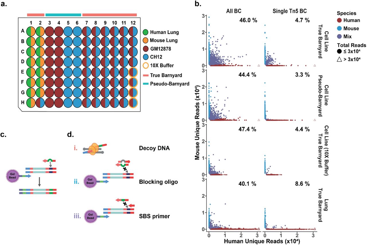 a) Well assignment for each cell source and barnyard design. The wells with a mixture of species are shown as half-circles of two different colors corresponding to each species. The wells where tagmentation was done with the 10X ATAC buffer are highlighted by orange outer circles. b) The scatter plots showing the number of reads mapped to either the human or mouse genome for each barnyard design. The plots on the left-hand side include all cell barcodes, and the plots on the right-hand side only visualize the 10X bead barcodes associated with a single Tn5 barcode. The percentage represents the estimated collision rate for each plot. The x- and y-axes are capped at 3×10 4 reads, and the cells with more than 3×10 4 reads are denoted by triangles. c) the theoretical model of the process of Tn5 barcode swapping. d), the proposed strategies to block barcode swapping. 