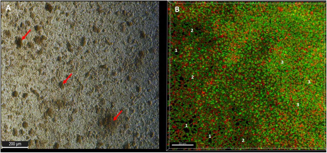 Filmtracer Live Dead Biofilm Viability Kit | Thermo Fisher | Bioz