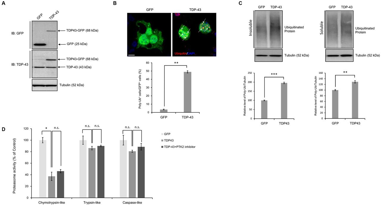 A-C , N2a cells were transiently transfected with the control vector (pCMV6-AC-GFP) or TDP-43 expression construct (pCMV6-AC-TDP-43-GFP) for 3 days. Immunoblotting or immunocytochemistry was performed thereafter. (A) Immunoblotting for GFP and TDP-43 protein expression. Quantification of the immunoblots from 3-5 independent experiments and normalized to tubulin. (B) Immunocytochemistry was subsequently performed to detect ubiquitin (red) or DAPI (nuclei; blue). Quantification of the percentage of poly-ubiquitin-positive staining in GFP-positive cells ( lower ). Arrowheads indicate the co-localization of the poly-ubiquitin with TDP-43-GFP-positive cells. Scale bars, 20 μm. Data are presented as the means ± SD of 3 independent experiments. **p<0.005 (Student’s t -test). Scale bars, 10 μm. (C) Cells were fractionated into the supernatant (soluble) and pellet (insoluble). Western blot analysis of poly-ubiquitinated proteins from the soluble and insoluble fractions. Quantification of immunoblots from 3-5 independent experiments and normalized to tubulin. Data are presented as the means ± SD. **p<0.005, ***p<0.001 (Student’s t -test). (D) N2a cells were transiently transfected with the control vector (pCMV6-AC-GFP) or TDP-43 expression construct (pCMV6-AC-TDP-43-GFP) for 2 days, subsequently treated with <t>PTK2</t> inhibitor (5 μm) for 24 h. Chymotrypsin-like, Trypsin-like, or Caspase-like proteasome activity was subsequently performed to measure of fluorometric substrate. Slopes relative to that of control are shown. Data are presented as the means ± SD (n=3). *p<0.05, n.s. not significant (one-way ANOVA with Bonferroni multiple comparison test). 