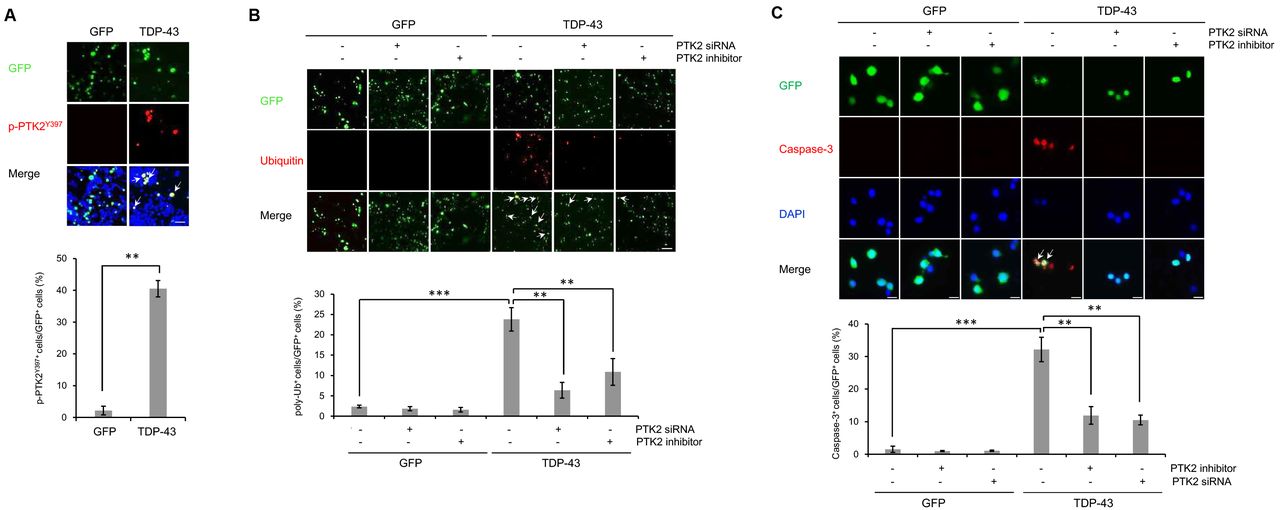 (A-C) N2a cells were transiently transfected with the control vector (pCMV6-AC-GFP) or TDP-43 expression construct (pCMV6-AC-TDP-43-GFP) for 3 days. Cells overexpressing GFP or TDP-43-GFP were treated with ptk2 -specific siRNA (20 nM) or a PTK2 inhibitor (5 μm) for 24 h. Immunocytochemistry was performed thereafter. (A) Immunocytochemistry was subsequently performed to detect PTK2 phosphorylation (p-PTK2 Y397 ; red). Quantification of the percentage of p-PTK2 Y397 -positive cells in GFP-positive cells ( lower ). Arrowheads indicate the co-localization of the p-PTK2 Y397 with TDP-43-GFP-positive cells. Data are presented as the means ± SD of 3 independent experiments. **p<0.005 (Student’s t -test). Scale bars, 200 μm. (B) Immunocytochemistry was subsequently performed to detect ubiquitin (red) or DAPI (nuclei; blue). Quantification of the percentage of poly-ubiquitin-positive staining in GFP-positive cells ( lower ). Arrowheads indicate the co-localization of the poly-ubiquitin with TDP-43-GFP-positive cells. Data are presented as the means ± SD of 3 independent experiments. **p<0.005, ***p<0.001 (two-way ANOVA with Bonferroni multiple comparison test). Scale bars, 20 μm. (C) Immunocytochemistry was subsequently performed to detect the expression of cleaved caspase-3 (red) or DAPI (nuclei; blue). Quantification of the percentage of cleaved caspase-3-positive staining in GFP-positive cells (lower). Arrowheads indicate the co-localization of the caspase-3 with TDP-43-GFP-positive cells. Data are presented as the means ± SD of 3 independent experiments. **p<0.005, ***p<0.001 (two-way ANOVA with Bonferroni multiple comparison test). Scale bars, 200 μm. 
