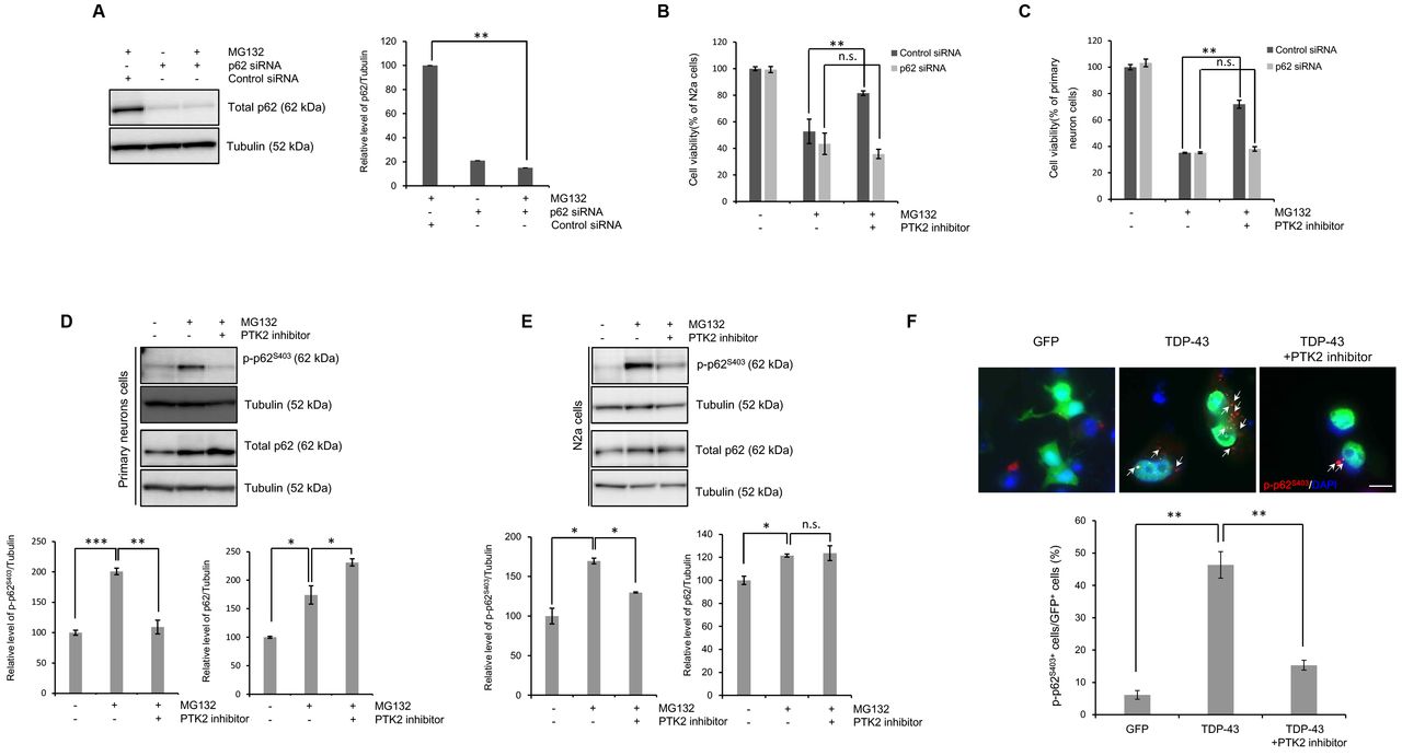 A-C , N2a or primary cortical neuron cells were pretransfected with control siRNA (40 nM) or p62 -specific siRNA (40 nM) for 24 h and subsequently treated with MG132 (5 μm) for 24 h. (A) Western blot analysis for total p62 protein expression. Quantification of immunoblots from 3-5 independent experiments and normalized to tubulin. Data are presented as the means ± SD. **p<0.005 (Student’s t -test). (B-C) A CCK-8 assay was performed to assess the cell viability of p62 inhibition in N2a or primary cortical neuron cells. Data are presented as the means ± SD of 3 independent experiments. **p<0.005, n.s. not significant (one-way ANOVA with Bonferroni multiple comparison test). D-E , Primary cortical neuron or N2a cells were pretreated with the PTK2 inhibitor (primary cortical neurons; 0.05 and N2a; 5 μm) for 30 min, subsequently treated with MG132 (5 μm) for 24 h. Western blot analysis for phosphorylated p62 at Ser403 (p-p62 S403 ) or total p62 protein expression. Quantification of the immunoblots from 3-5 independent experiments and normalized to tubulin. Data are presented as the means ± SD. *p<0.05, **p<0.005, ***p<0.001, n.s. not significant (one-way ANOVA with Bonferroni multiple comparison test). (F) N2a cells were transiently transfected with the control vector (pCMV6-AC-GFP) or TDP-43-expressing construct (pCMV6-AC-TDP-43-GFP) for 2 days and subsequently treated with PTK2 inhibitor (5 μm) for 24 h. Immunostaining was performed thereafter. Immunocytochemistry was subsequently performed to detect p-p62 S403 (red) or DAPI (nuclei; blue). Arrowheads indicate p-p62 S403 -positive inclusions. Quantification of the percentage of p-p62 S403 -positive staining in GFP-positive cells (lower). Data are presented as the means ± SD of 3 independent experiments. **p<0.005 (one-way ANOVA with Bonferroni multiple comparison test). Scale bars, 10 μm. 