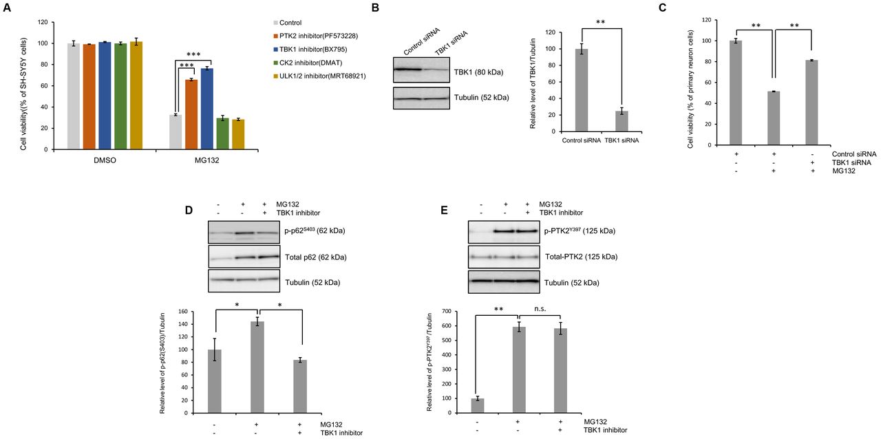 (A) SH-SY5Y cells were pretreated with the PTK2 inhibitor (PF573228; 5 IμM), TBK1 inhibitor (BX795; 1 μm), CK2 inhibitor (DMAT; 5 μm), or ULK1/2 inhibitor (MRT689211; 5 nM) for 30 min and subsequently treated with MG132 (5 μm) for 24 h. CCK-8 analysis was performed thereafter. Data are presented as the means ± SD of 3 independent experiments. ***p<0.001 (one-way ANOVA with Bonferroni multiple comparison test). B-E , Primary cortical neuron cells were transfected with the tbk1 -specific siRNA (100 nM) for 30 min and subsequently treated with MG132 (5 μm) for 24 h. Immunoblotting and CCK-8 analysis was performed thereafter. (B) Western blot analysis for TBK1 protein expression. Quantification of the immunoblots from 3-5 independent experiments and normalized to tubulin. Data are presented as the means ± SD. **p<0.005 (Student’s t -test). (C) A CCK-8 assay was performed to assess the cell viability of TBK1 inhibition in primary cortical neuron cells. Data are presented as the means ± SD of 3 independent experiments. **p<0.005 (one-way ANOVA with Bonferroni multiple comparison test). (D) Western blot analysis for p-p62 S403 or total p62 protein expression. Quantification of the immunoblots from 3-5 independent experiments and normalized to tubulin. Data are presented as the means ± SD. *p<0.05 (one-way ANOVA with Bonferroni multiple comparison test). (E) Western blot analysis for p-PTK2 Y397 or total PTK2 protein expression. Quantification of the immunoblots from 3-5 independent experiments and normalized to tubulin. Data are presented as the means ± SD. **p<0.005, n.s. not significant (one-way ANOVA with Bonferroni multiple comparison test). 