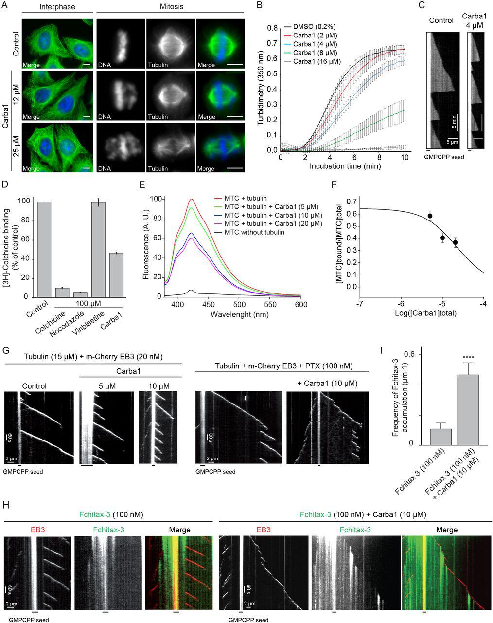 A Immunofluorescence analysis of the Carba1 effect on interphase and mitotic MTs. MTs in interphase (left panels) or in mitosis (right panels) were stained using an anti-tubulin antibody, as described in the methods section. DNA was stained using Hoechst reagent. Bars = 10 μm. B Time course of tubulin polymerization at 37°C in the presence of vehicle (DMSO, black line) and Carba1 at different concentrations (colored lines) as indicated, measured by turbidimetry at 350 nm. Purified tubulin: 30 μM in BRB80 buffer with 1 mM GTP. Each turbidity value represents the mean ± SEM from 3 independent experiments. C 12% ATTO 488-labeled MTs (12 μM free tubulin dimers) were grown from MT seeds stabilized by GMPCPP in the presence of different concentrations of Carba1 on a cover glass and then detected by TIRF microscopy. Representative kymographs for control and 4 μM Carba1 conditions, illustrating MT plus end growth. D Effect of Carba1 on the binding of [ 3 H]-colchicine to tubulin. Carba1 (100 μM) was used to compete with [ 3 H]-colchicine (50 nM) as described in the methods section. Each value represents the mean ± SEM of 3 independent experiments. Colchicine and nocodazole were used as positive and vinblastine as negative control. E Displacement of MTC from the colchicine site. Fluorescence emission spectra of 10 μM MTC and 10 μM tubulin in 10 mM phosphate-0.1 mM GTP buffer pH 7.0, in the absence or presence of increasing concentrations of Carba1. F Displacement isotherm at 25°C of the fluorescent probe MTC (10 μM) bound to tubulin (10 μM) by Carba1 (black line and circles). The solid line is the best-fit value of the binding equilibrium constant of the competitors, assuming a one-to-one binding to the same site. G, H Kymographs illustrating MT plus end growth in the presence of 15 μM tubulin, 20 nM m-Cherry EB3 without (control) or with 5 and 10 μM Carba1, PTX (100 nM) without or in combination with 10 μM Carba1, Fchitax-3 (100 nM) without or with 10 μM Carba1. I Quantification of Fchitax-3 accumulation frequencies per MT unit length in the presence of 15 μM tubulin with 20 nM <t>mCherry-EB3</t> without (n=11) or with 10 μM Carba1 (n=13). Each value represents the mean ± SD of 2 independent experiments. 