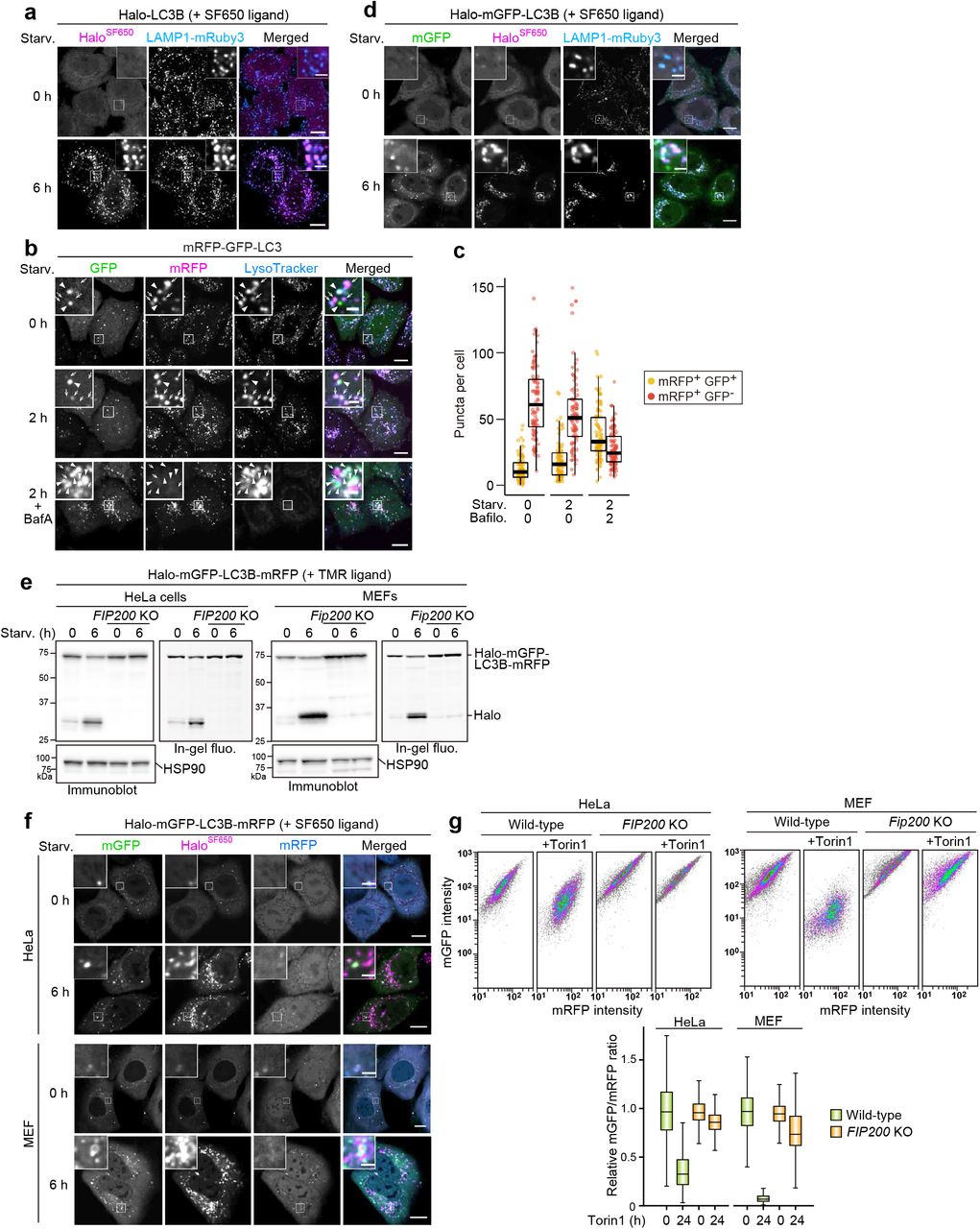 ( a ) HaloTag can be combined with GFP- and/or RFP-based autophagy reporters. Fluorescence images of wild-type HeLa cells stably expressing lysosomal marker <t>LAMP1-mRuby3</t> and HaloTag (Halo)-LC3B in nutrient-rich medium or after 6 h in starvation medium containing 200 nM SF650-conjugated ligand. ( b ) Fluorescence images of wild-type HeLa cells stably expressing mRFP-GFP-LC3B in nutrient-rich medium or after 2 h in starvation medium containing 75 nM LysoTracker Deep Red, with or without 100 nm of bafilomycin A1 (BafA). Arrowheads point to mRFP + GFP + puncta that represent autophagosomes; arrows point to mRFP + GFP − puncta that should represent autolysosomes. ( c ) Quantification of mRFP + GFP + puncta and mRFP + GFP − puncta in cells shown in (b). n = 91–100 cells. ( d ) Fluorescence images of wild-type HeLa cells stably expressing lysosomal marker LAMP1-mRuby3 and Halo-mGFP-LC3B in nutrient-rich medium or after 6 h in starvation medium. The media contained 200 nM of SF650-conjugated ligand. ( e ) Immunoblotting and in-gel fluorescence detection of total cell lysates from wild-type and FIP200 knockout (KO) HeLa cells and mouse embryonic fibroblasts (MEFs) stably expressing Halo-mGFP-LC3B-mRFP, pulse-labeled for 20 min with 100 nM TMR-conjugated ligand in nutrient-rich medium. The cells were then collected or incubated for 6 h in starvation medium. ( f ) Fluorescence images of cells described in (e) in nutrient-rich medium or after 6 h incubation in starvation medium. The media contained 200 μM of SF650-conjugated ligand. ( g ) mGFP and mRFP intensities of cells described in (e) were determined with flow cytometry under nutrient-rich conditions with or without 250 nM Torin1 for 24 h. A reduction in the RFP/GFP fluorescence ratio indicates autophagic flux. n = 5000 cells. In box plots, solid bars indicate medians, boxes indicate the interquartile range (25 th to 75 th percentile), and whiskers indicate the largest and smallest values within 1.5 times the interquartile range (c,g). Scale bar = 10 µm (main), 2 µm (inset) (a,b,d,f). 