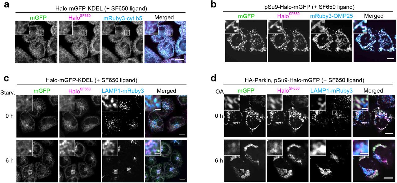 Halo-GFP-KDEL and pSu9-Halo-GFP localize to ER and mitochondria, respectively. ( a ) Fluorescence images of wild-type HeLa cells stably expressing HaloTag (Halo)-mGFP-KDEL and endoplasmic reticulum marker mRuby3-cytochrome b 5 in nutrient-rich medium containing 200 nM SF650-conjugated ligand. ( b ) Fluorescence images of wild-type HeLa cells stably expressing pSu9-Halo-mGFP and mitochondrial marker mRuby3-OMP25 in nutrient-rich medium containing 200 nM SF650-conjugated ligand. ( c ) Fluorescence images of wild-type HeLa cells stably expressing lysosomal marker LAMP1-mRuby3 and Halo-mGFP-KDEL in nutrient-rich medium or after 6 h incubation in starvation medium. The media contained 200 nM SF650-conjugated ligand. ( d ) Fluorescence images of wild-type HeLa cells stably expressing HA-Parkin, LAMP1-mRuby3 and pSu9-Halo-mGFP in nutrient-rich medium containing 200 nM SF650-conjugated ligand with or without 1 µM oligomycin and 2 µM antimycin (OA, collectively), which was added for 6 h. Scale bar = 10 µm (main), 2 µm (inset) (a,b,c,d). 