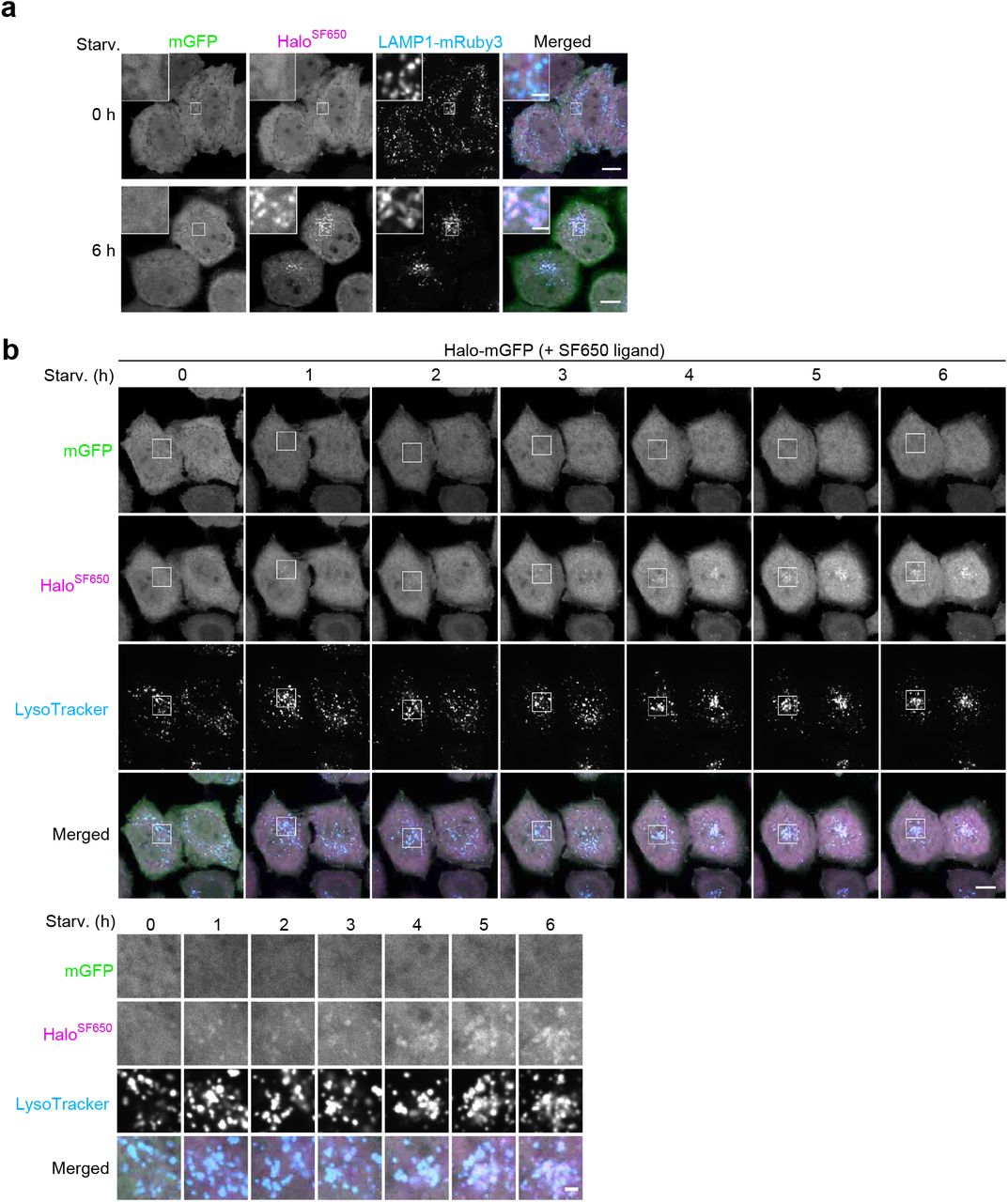 Bulk nonselective autophagic flux can be detected with Halo-GFP. ( a ) Fluorescence images of wild-type HeLa cells stably expressing lysosomal marker LAMP1-mRuby3 and HaloTag (Halo)-mGFP under nutrient-rich or after 6 h under starvation conditions in the presence of 200 nM SF650-conjugated ligand. ( b ) Time-lapse montage of wild-type HeLa cells stably expressing Halo-mGFP cells in starvation medium containing 200 nM SF650-conjugated ligand and 75 nM LysoTracker Red. Images were taken after the indicated durations of starvation. Scale bar = 10 µm (main), 2 µm (inset, inset montage) (a,b). 