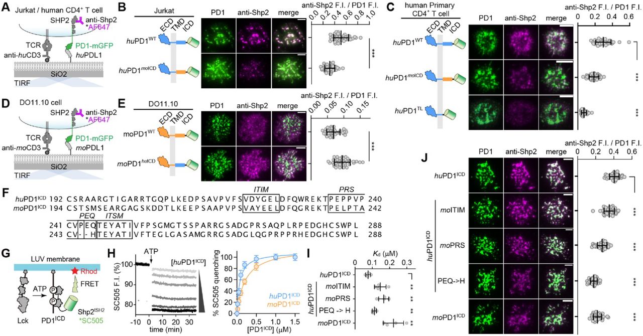 ( A ) A cartoon showing a cell-SLB assay for TIRF imaging of PD1:Shp2 association in Jurkat or human CD4 + T cells. ( B ) Left, representative TIRF images of the indicated mGFP-tagged PD1 variants (green) and anti-Shp2 (magenta) at the interface of a Jurkat cell and the SLB as depicted in A . Right, dot plots showing the anti-Shp2 F.I. normalized to PD1 F.I. (n = 40 cells). ( C ) Same as B , except that human CD4 + T cells expressing the indicated PD1 variants were imaged (n = 40 cells). ( D, E ) Same as A, B , except that DO11.10 cells were observed. ( F ) AA sequence alignment of hu PD1 ICD and mo PD1 ICD , with ITIM, PRS, PEQ/H, and ITSM highlighted. ( G ) Cartoon of a liposome reconstitution assay for measuring PD1 ICD :Shp2 tSH2 interaction. ( H ) Left, representative time courses of <t>SC505</t> (Shp2 tSH2 ) F.I. at increasing concentrations of hu PD1 ICD . Right, % SC505 quenching 30 min after ATP addition plotted against the [ hu PD1 ICD ] and [ mo PD1 ICD ] (n = 3 independent experiments). ( I ) Bar graphs summarizing apparent K d of Shp2 tSH2 interaction with indicated PD1 ICD variants determined via assays shown in G and H (n = 3 independent experiments). ( J ) Left, representative TIRF images showing Shp2 recruitment to microclusters of indicated PD1 variants in a Jurkat-SLB assays. Right, dot plots showing anti-Shp2 F.I. normalized to PD1 F.I. (n = 40 cells). Scale bars: 5 µm. Data are mean ± SD. **P < 0.01; ***P < 0.001; ns, not significant; student’s t-test. 