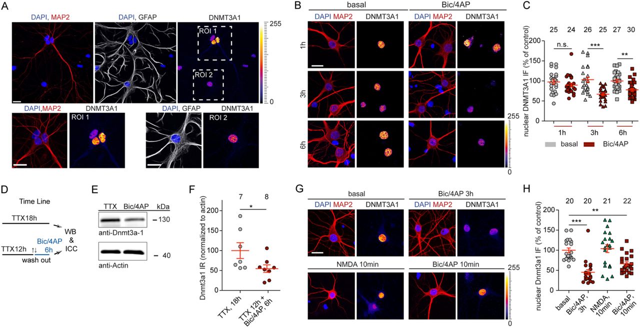 A Nuclear DNMT3a1 immunofluorescence is prominent in MAP2-positive neurons but much less in GFAP-positive astrocytes at 15 DIV hippocampal cultures. Scale bars are 20 µm. B and C Down-regulation of DNMT3a1 protein levels in 14-15 DIV hippocampal primary neurons following treatment with <t>bic/4AP</t> for 1h, 3h or 6h as evidenced by quantitative immunocytochemistry. Scale bar is 20 µm. Students t-test **p<0.01, ***p<0.001. D to F DNMT3a1 protein levels are decreased following removal of tonic inhibition in DIV 21 cortical neurons. β-Actin was used as an internal control for normalization. Student’s t-test *p<0.05. G and H Treatment of neurons with bic/4AP for 10 min or 3 h was equally effective to reduce nuclear DNMT3a1 immunofluoresence. Application of 100 µM NMDA for 10 min had no effect. Students t-test **p<0.01, ***p<0.001.
