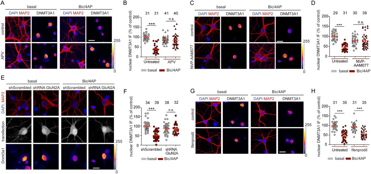 ... nuclear levels of DNMT3a1 following synaptic stimulation by bic/4AP for 6 h. C and D Treatment with ... A and B Treatment with the NMDAR antagonist APV (20 µM) prevented the reduction in the nuclear levels of DNMT3a1 following synaptic stimulation by bic/4AP for 6 h. C and D Treatment with the GluN2A inhibitor NVP-AAM077 (50 nM) prevented the reduction in the nuclear levels of DNMT3a1 following synaptic stimulation by bic/4AP for 6 h. E and F shRNA-based knockdown of GluN2A in the presence of synaptic stimulation with bic/4AP for 6 h prevented the DNMT3a1 degradation following synaptic stimulation by bic/4AP for 6 h. G and H Treatment with the GluN2B subunit inhibitor ifenprodil (10 µM) in the presence of synaptic stimulation with bic/4AP for 6 h did not prevent the reduction in the nuclear levels of Dnmt3a1. Scale bars, 20 µm. Two-way ANOVA followed by Bonferroni’s post hoc test. ***P<0.001, n.s. not significant.