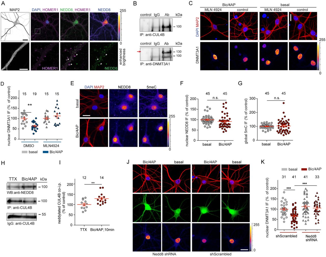 ... and D Hippocampal primary neurons were treated with bic/4AP for 6 h in the presence or absence ... A NEDD8 is abundantly expressed in the nucleus of 16 DIV hippocampal neurons whereas weaker staining was observed at synapses. Scale bar 20 µm (top panel), 5 µm (lower panel). B Immunoprecipitation of CUL4B protein from nuclear extracts of cortical primary neurons (top panel) results in co-precipitation of Dnmt3a1 (lower panel, indicated with an arrow). C and D Hippocampal primary neurons were treated with bic/4AP for 6 h in the presence or absence of MLN4924 (5 nM). Scale bars, 20 µm. Quantitative immunocytochemistry revealed that blocking neddylation prevents Dnmt3a1 degradation. E Representative immunofluorescence images of nuclear NEDD8 and total cytosine methylation (5mC) at basal conditions or after treatment with bic/4AP for 6 h. Scale bar is 20 µm. F and G Upon synaptic activation nuclear NEDD8 and 5mC levels remained unchanged. Student’s t-test. n.s. not significant. H and I CUL4B was immunoprecipitated from nuclear extracts of primary cortical neurons and neddylated CUL4B was quantified. Following 10 min of synaptic stimulation the amount of neddylated CUL4B was increased. Student’s t-test **p<0.01. J and K shRNA-based knockdown of NEDD8 in hippocampal primary neurons occluded the DNMT3A1 degradation following 10 min-long bic/4AP treatment and fixation of cells 3 h after washout of the drug-containing-media. Two-way ANOVA followed by Bonferroni’s post-hoc test. ***p<0.001, scale bar, 20 µm.
