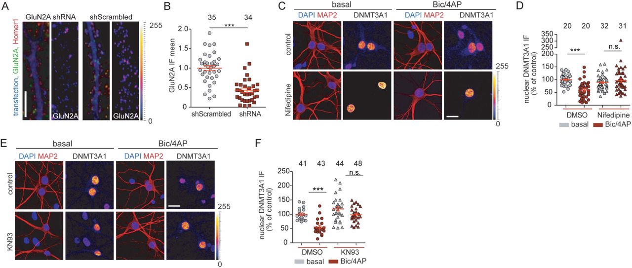 ... 14-15 DIV hippocampal primary neurons were stimulated by bic/4AP for 6h. Two-way ANOVA followed by Bonferroni’s post ... A and B Representative immunofluorescence images of 11 DIV hippocampal primary neurons transfected with either shScrambled or GluN2A shRNA, fixed after 4 days after transfection at 15 DIV. shRNA knockdown confirms the significant less surface expression of GluN2A. Scale bar is 10 µm. Unpaired two-tailed Student’s t-test. C and D The L-type calcium channel blocker Nifedipine (10 µM) attenuated the degradation of DNMT3A1 when 14-15 DIV hippocampal primary neurons were stimulated by bic/4AP for 6h. Two-way ANOVA followed by Bonferroni’s post hoc test. Scale bar is 20 µm. E and F The CamKII inhibitor KN93 (5 µM) abolished the degradation of DNMT3A1 when 14-15 DIV hippocampal primary neurons were stimulated by bic/4AP for 6h. Scale bar is 20 µm. Two-way ANOVA followed by Bonferroni’s post hoc test. ***P<0.001, n.s. not significant.